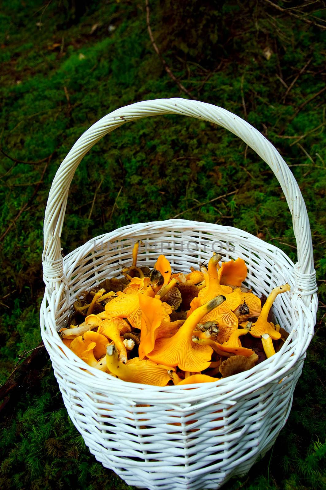 A white basket filled with chanterelles