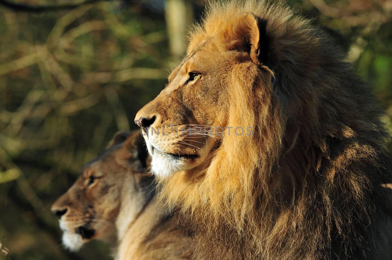 The majestic family portrait - Lion king and his queen in the background