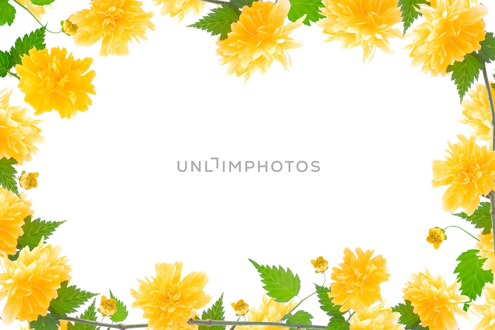 yellow flower and bloom frame with green leaves