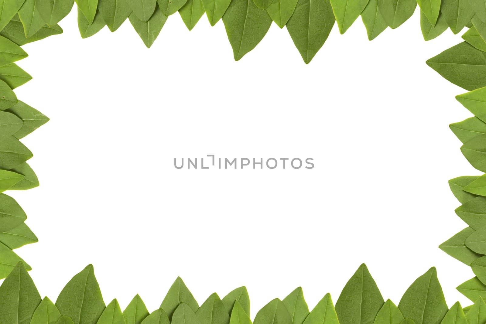 green leaves frame with white background with copy space