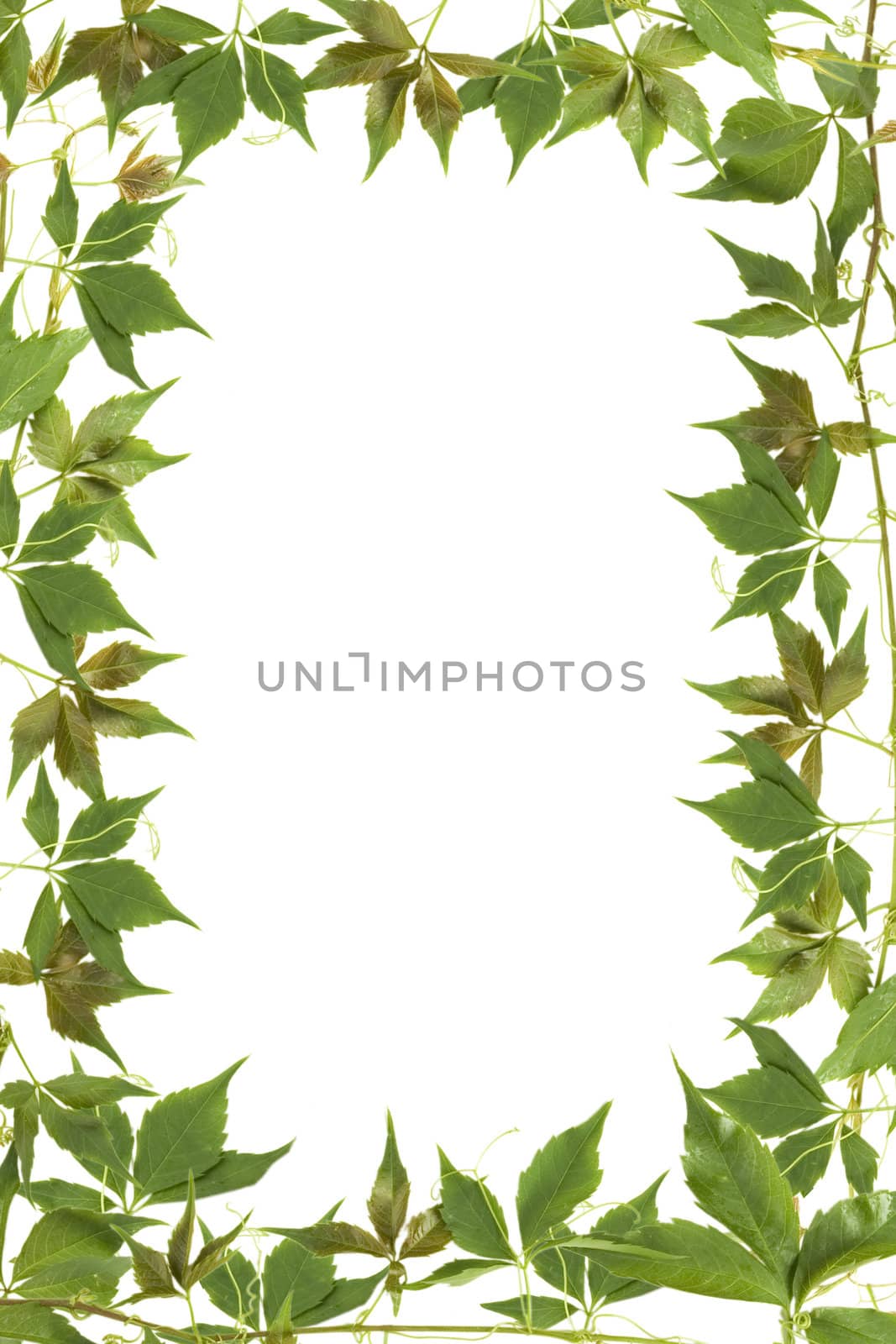 green leaves frame with white background with copy space