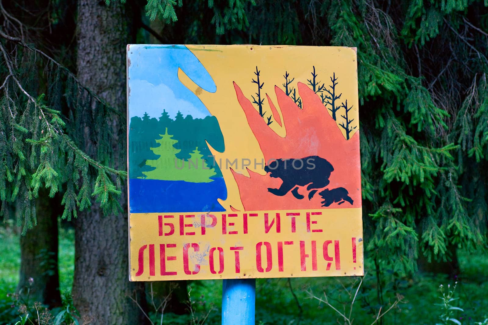 take care of the forest from fire