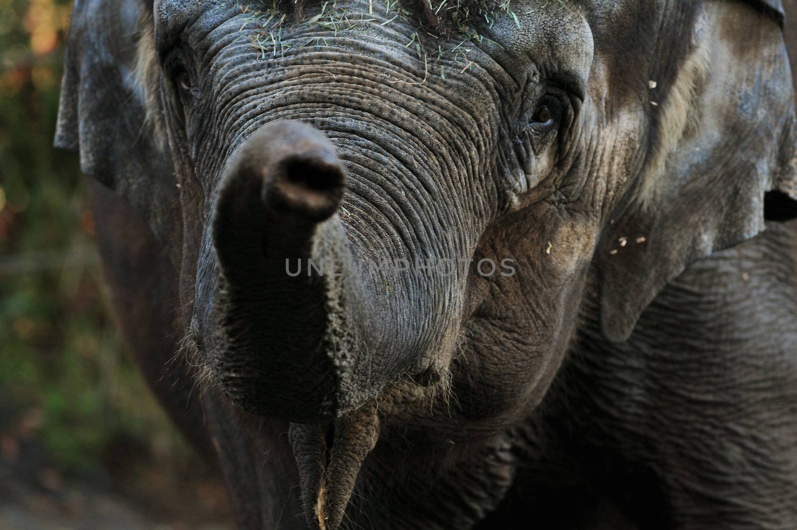 Elephant Greenting by neelsky