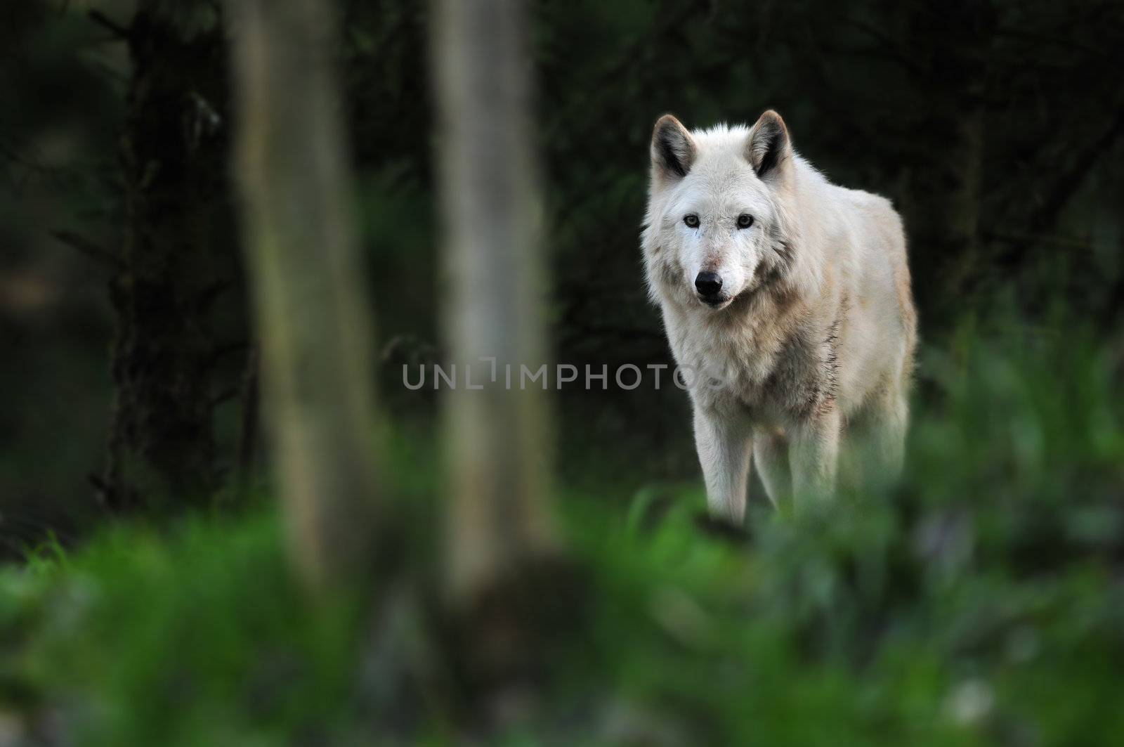 Wolf under moonlight by neelsky