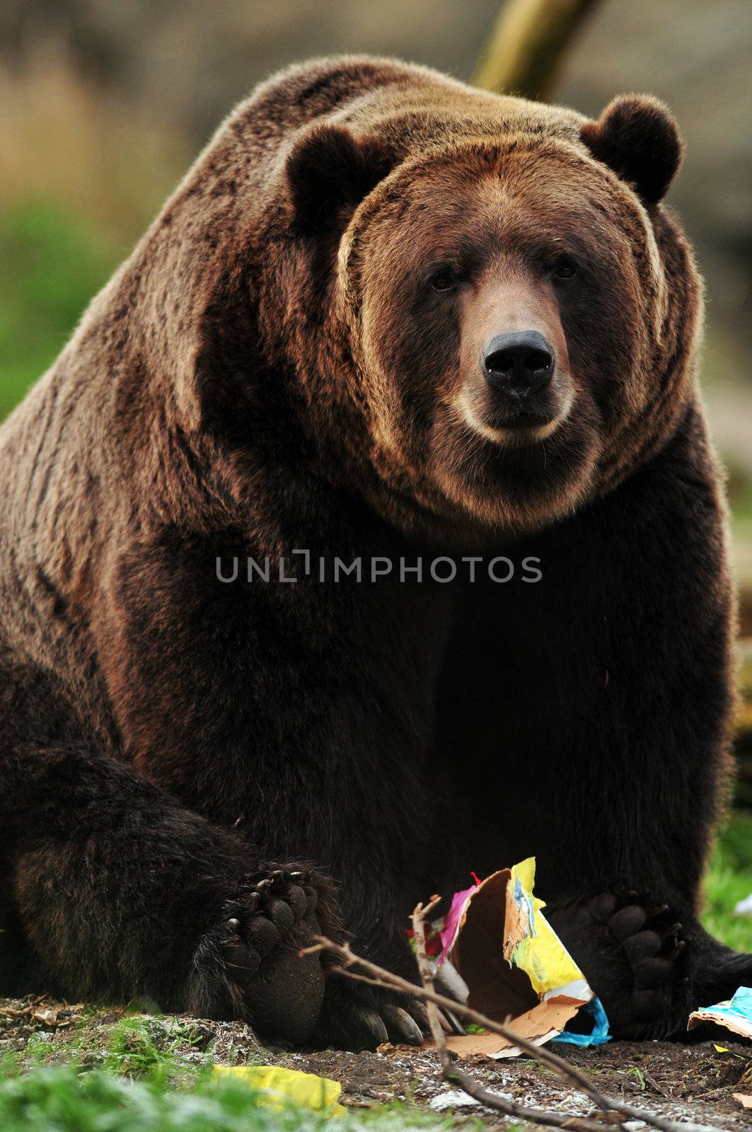 Giant yet cuddly brown bear playing with paper box