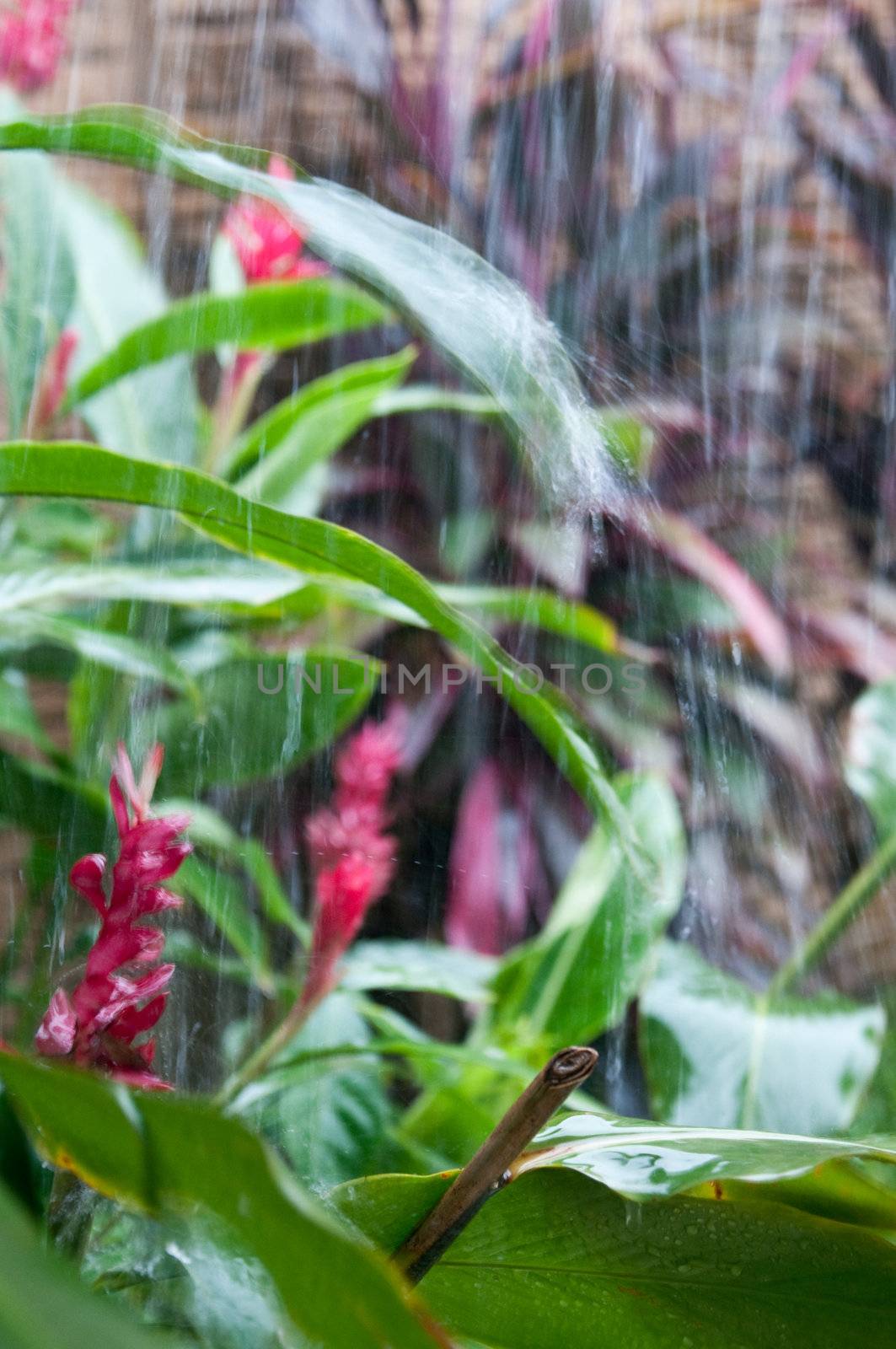 The picture of the flower under the rain