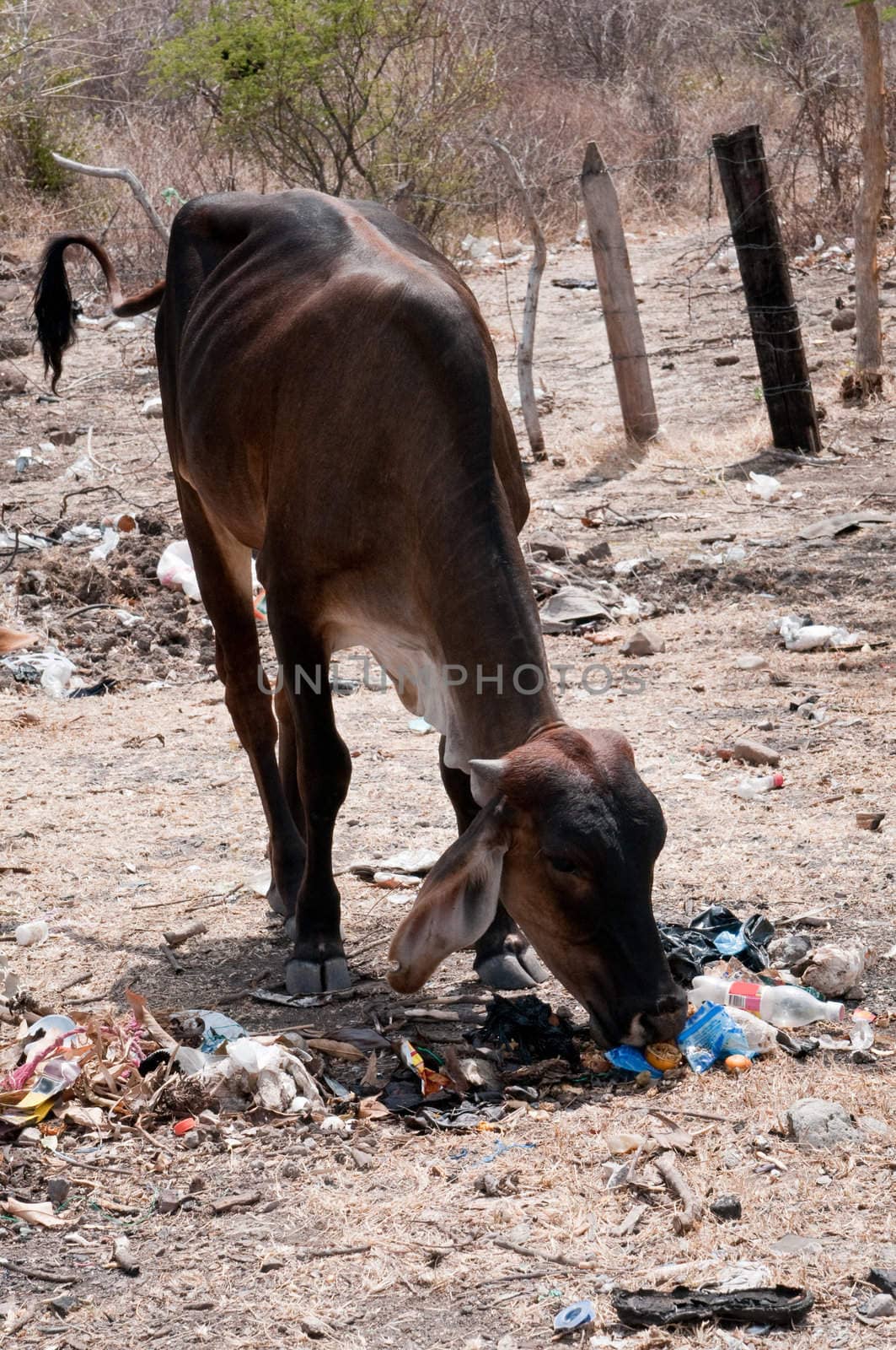 The picture of the nicaraguan cow eating garbage