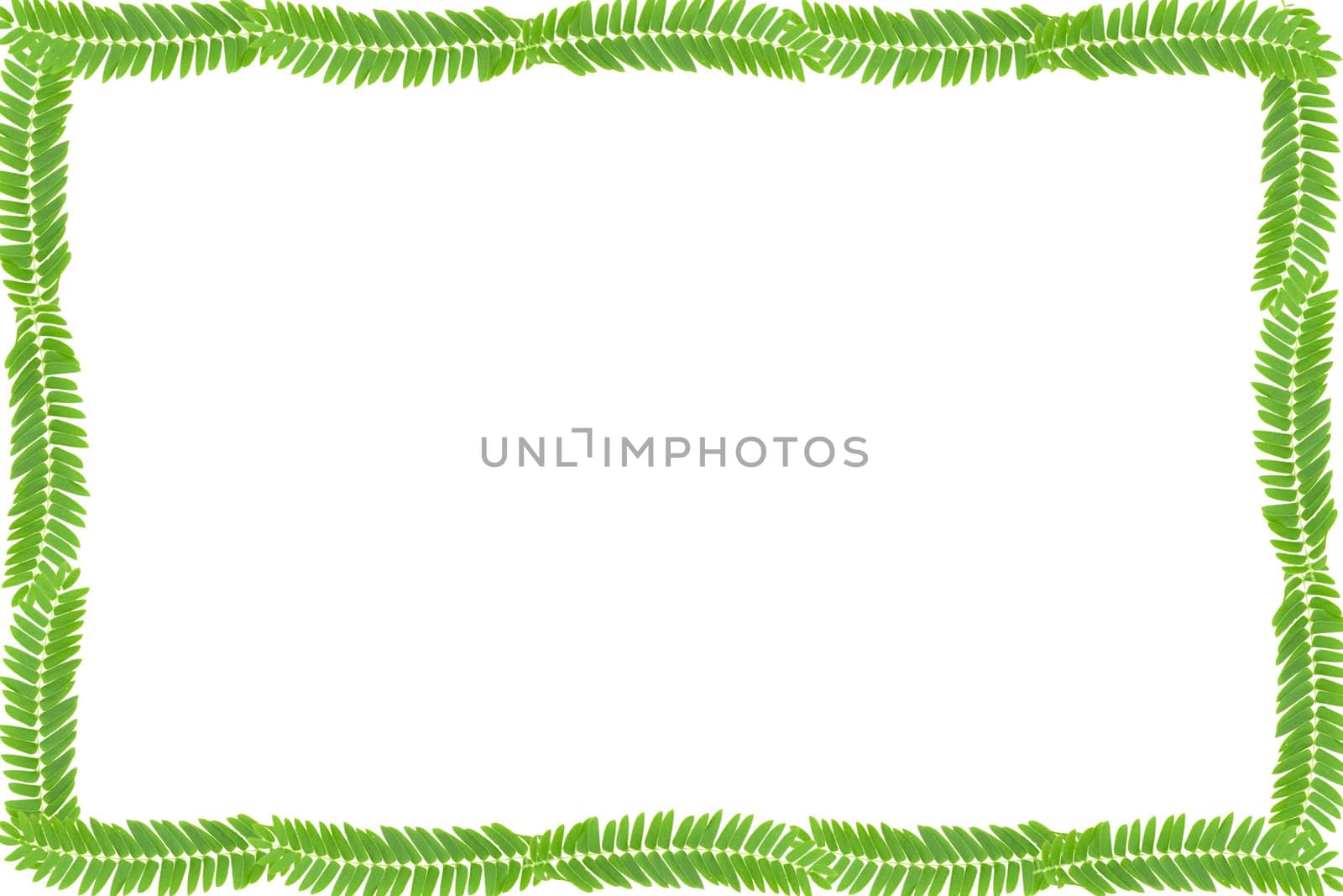 green leaves frame with white background with copy space