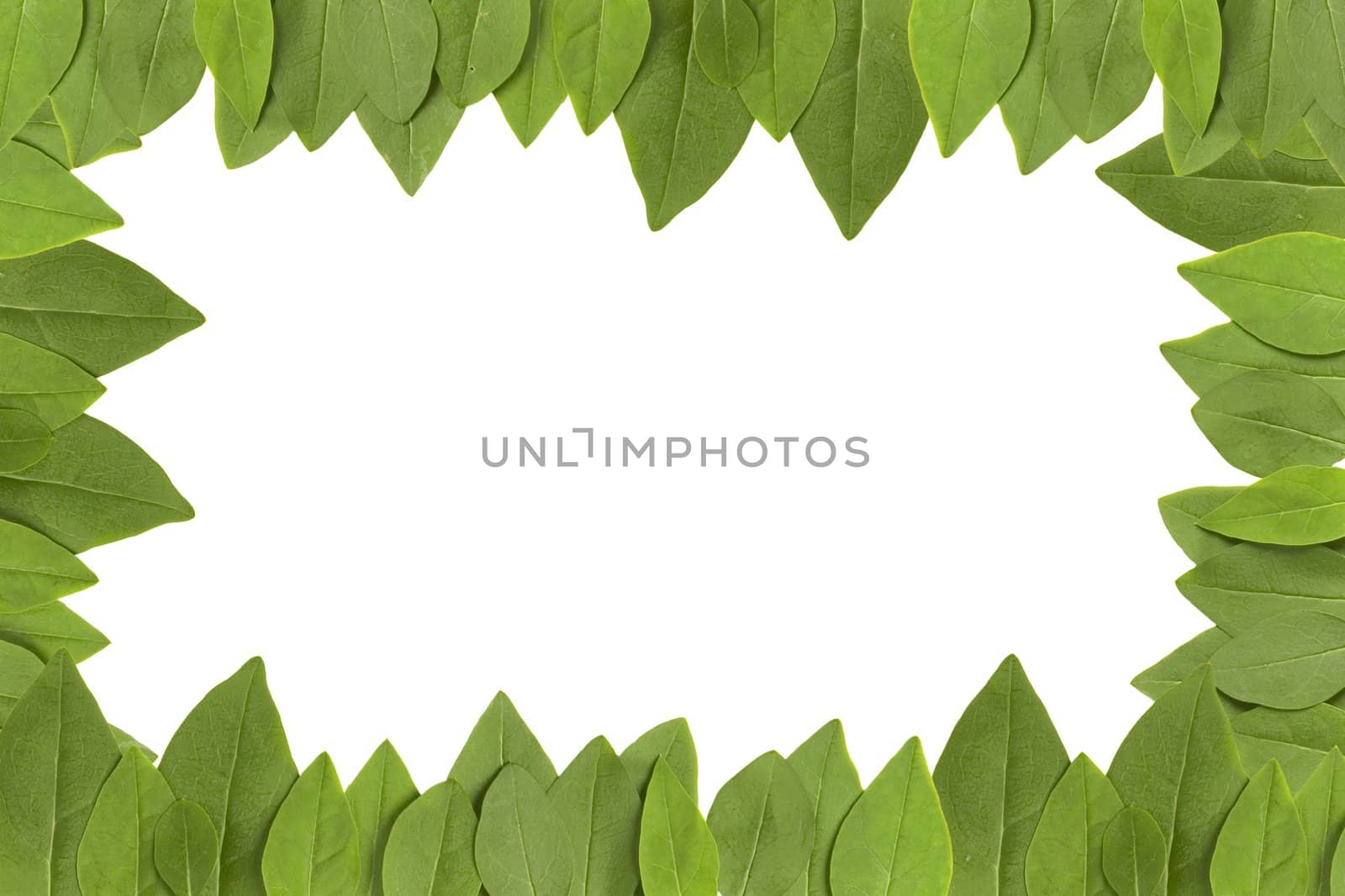 green leaves frame with white background with copy space
