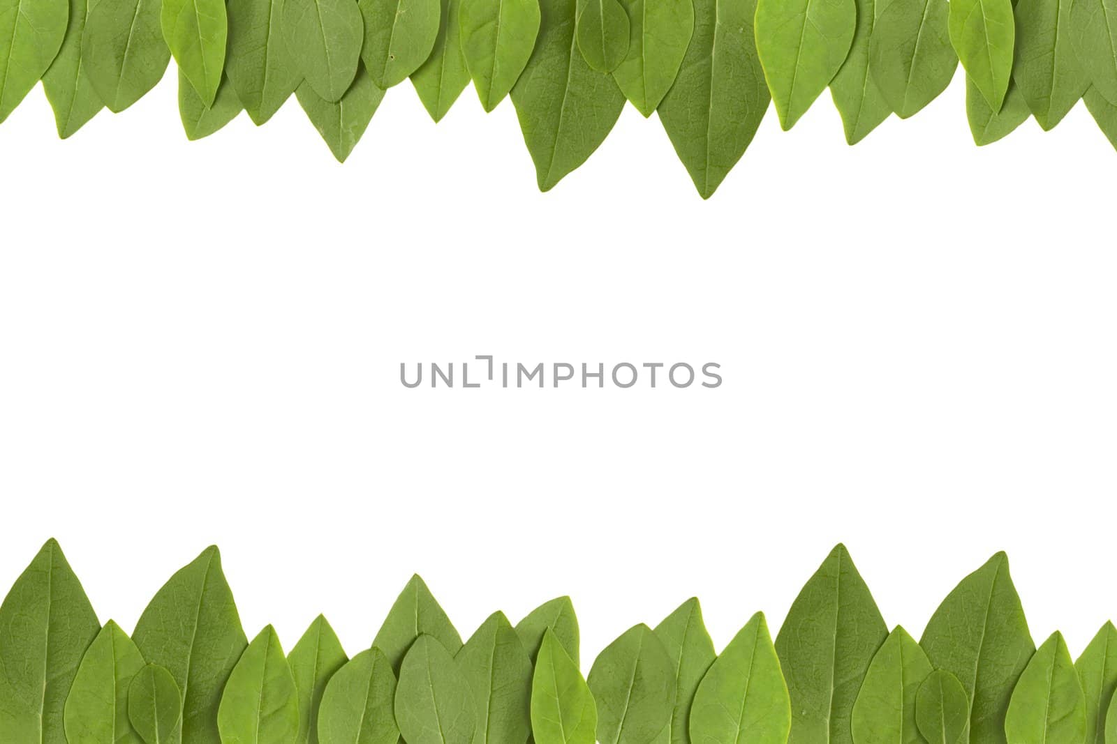 green leaves frame with white background with copy space