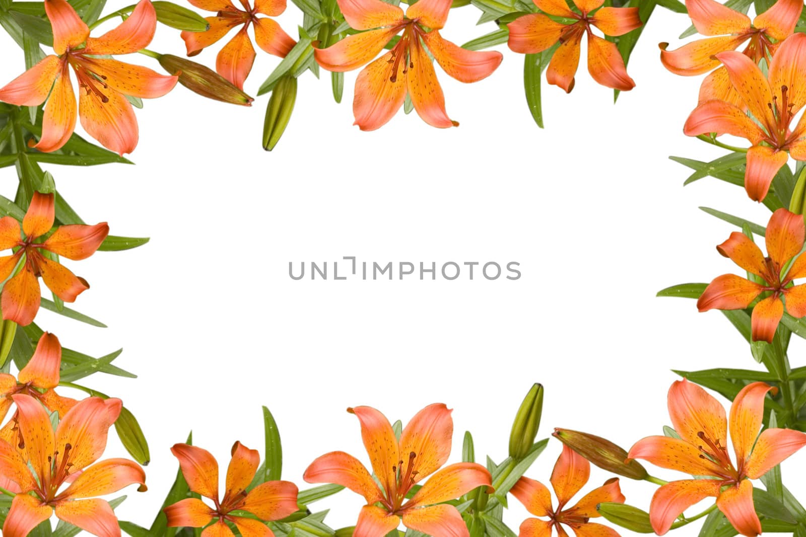 orange lily, flower frame with green leaves