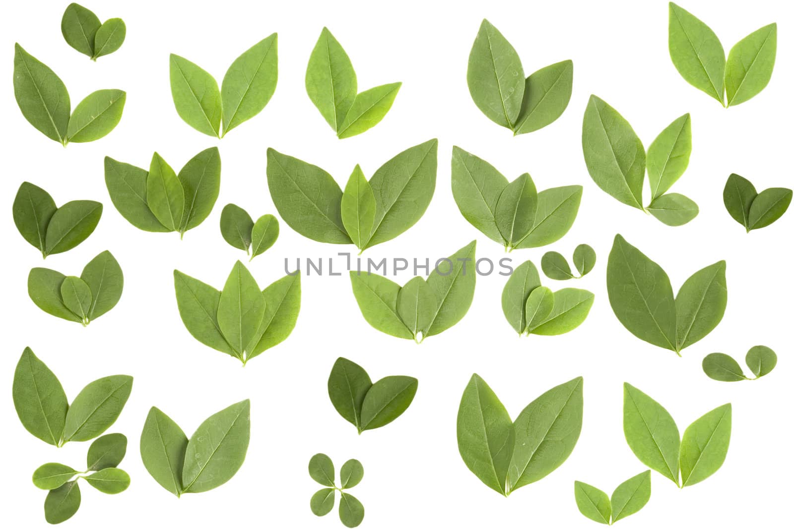 front view of different shape leaves on white background