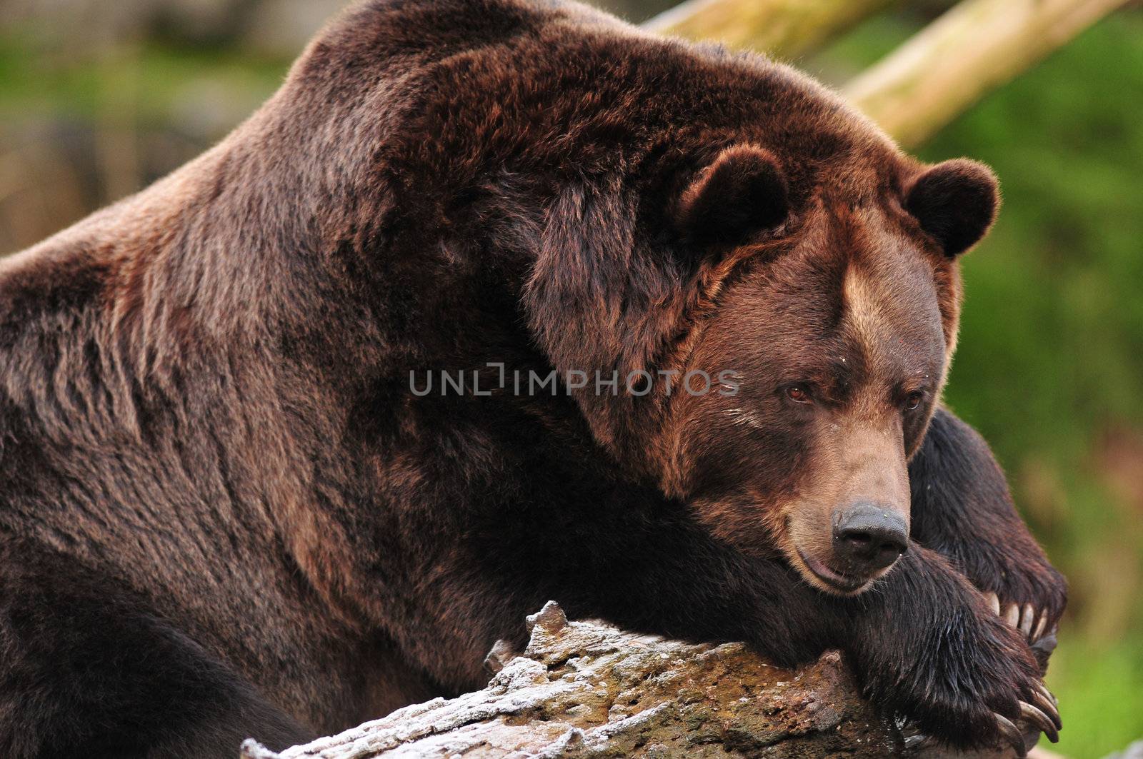 Alaskan brown bear day dreaming on a snow covered tree trunk
