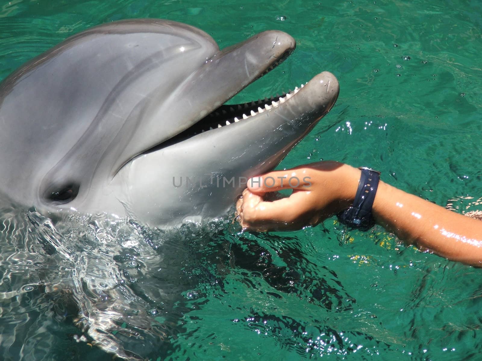 Closeup of a dolphin, little hands of children petting its head .