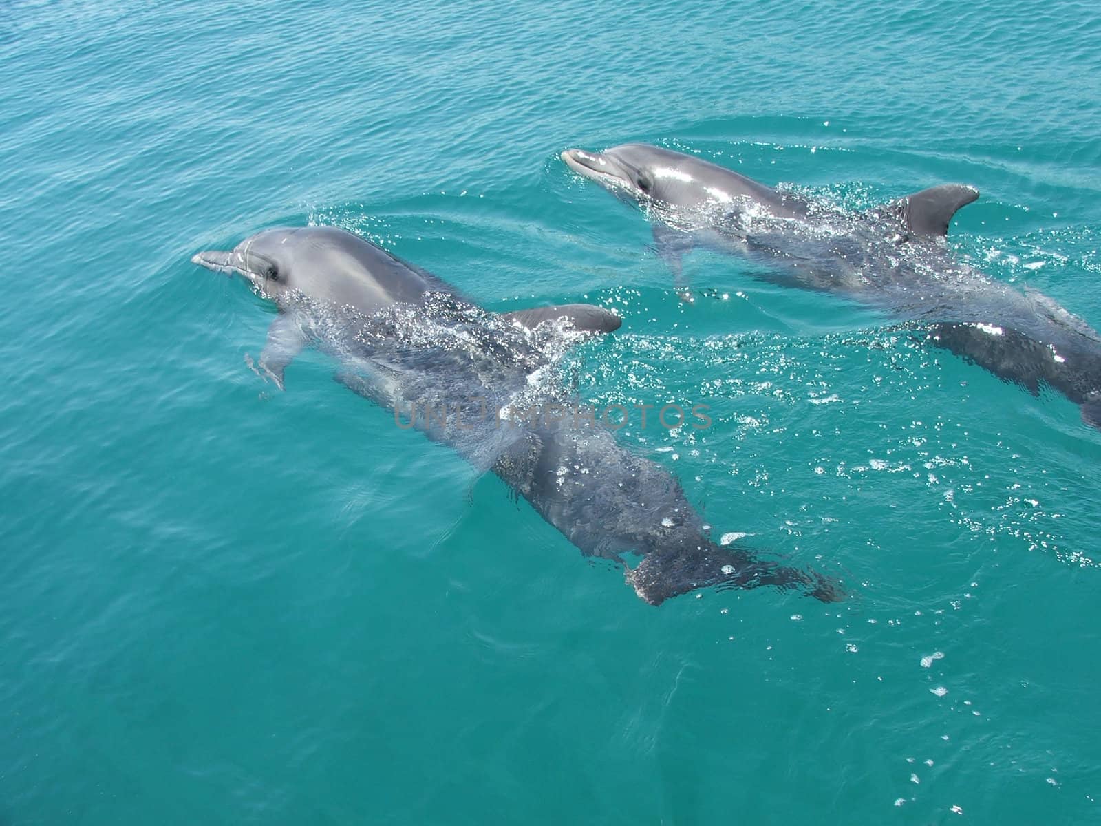 Feeding of a fine dolphin against the sea .