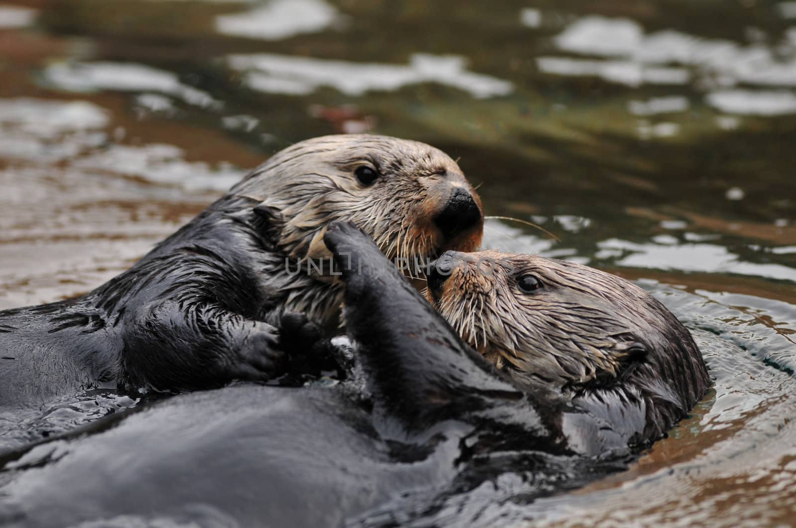 Otter Love by neelsky