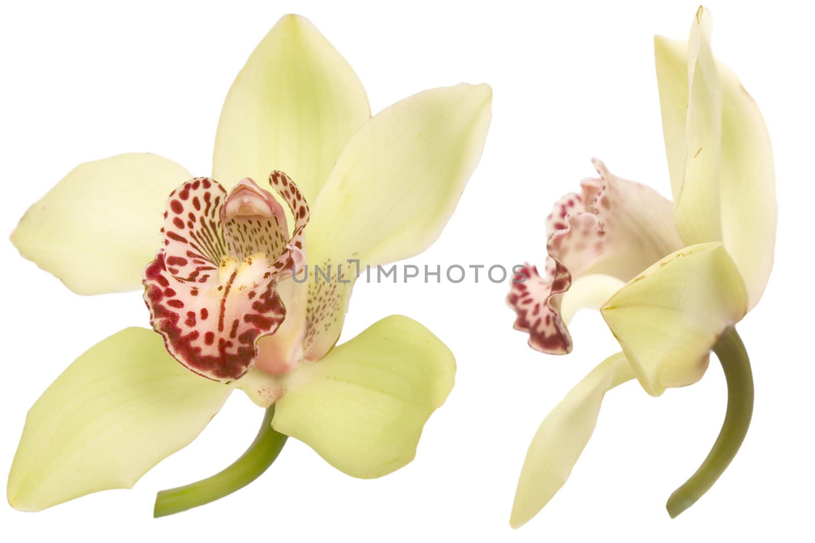 closeup of colorful orchid on white background