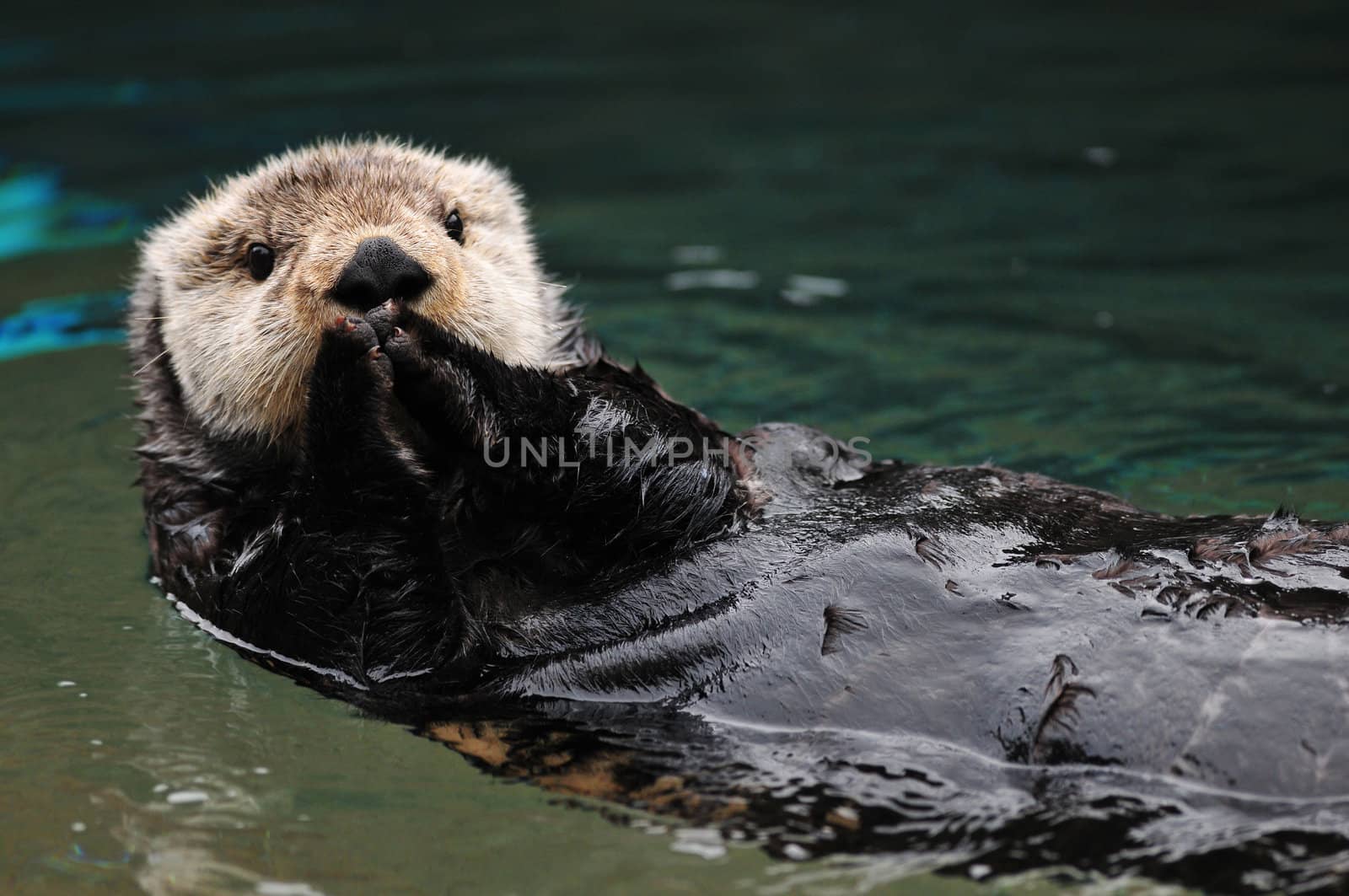 Cute otter greets visitors in traditional asian style with both hands together