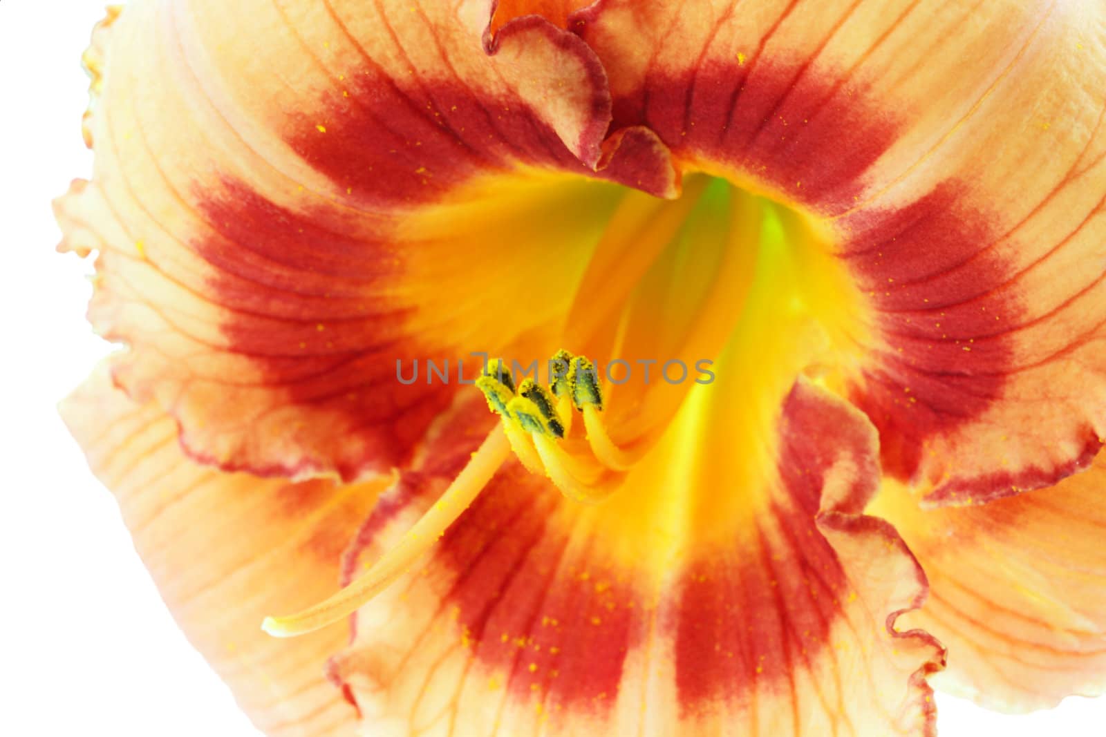 Macro of a day lily against a white background.