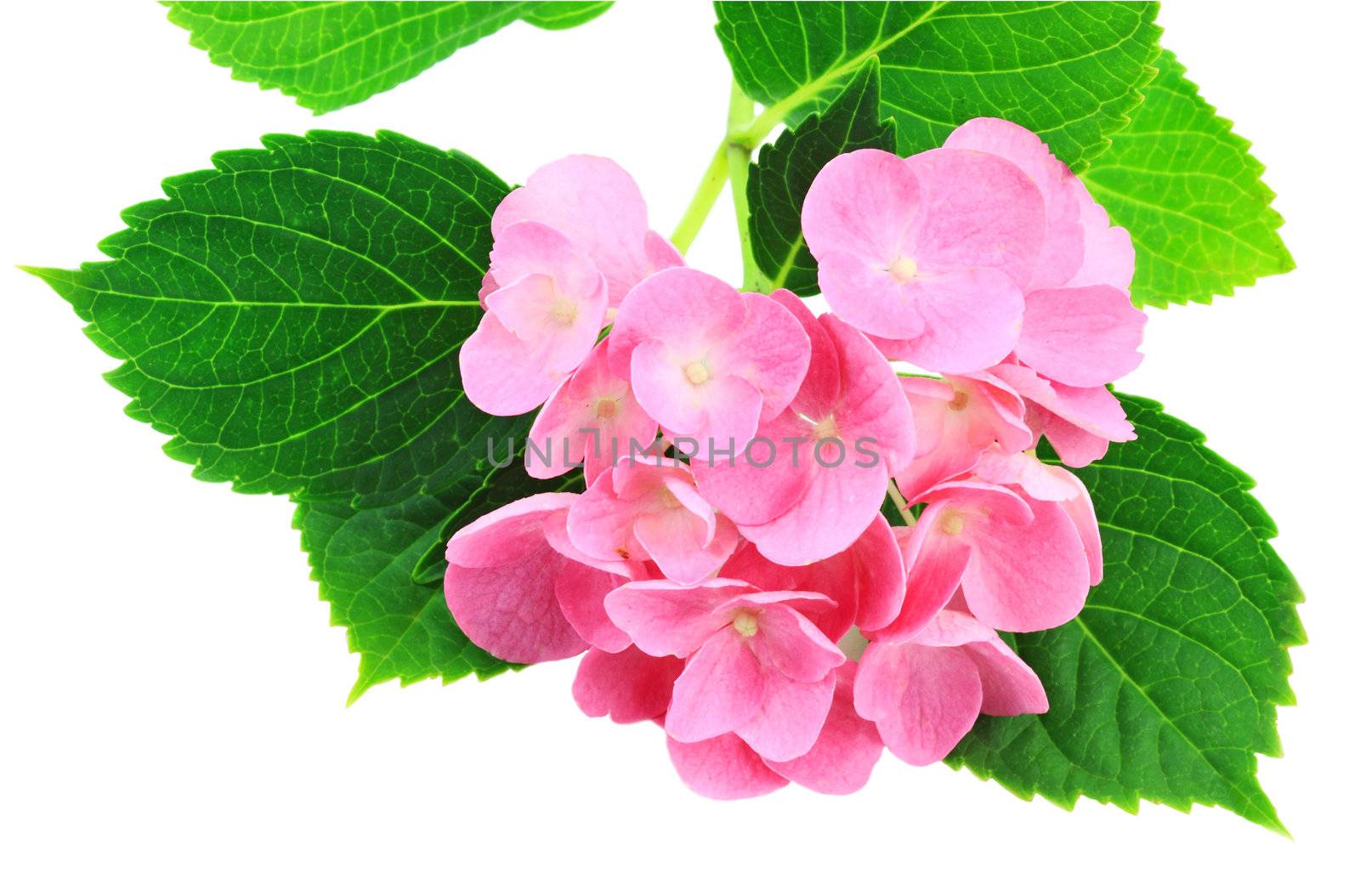 Pink Hydrangea isolated on a white background.