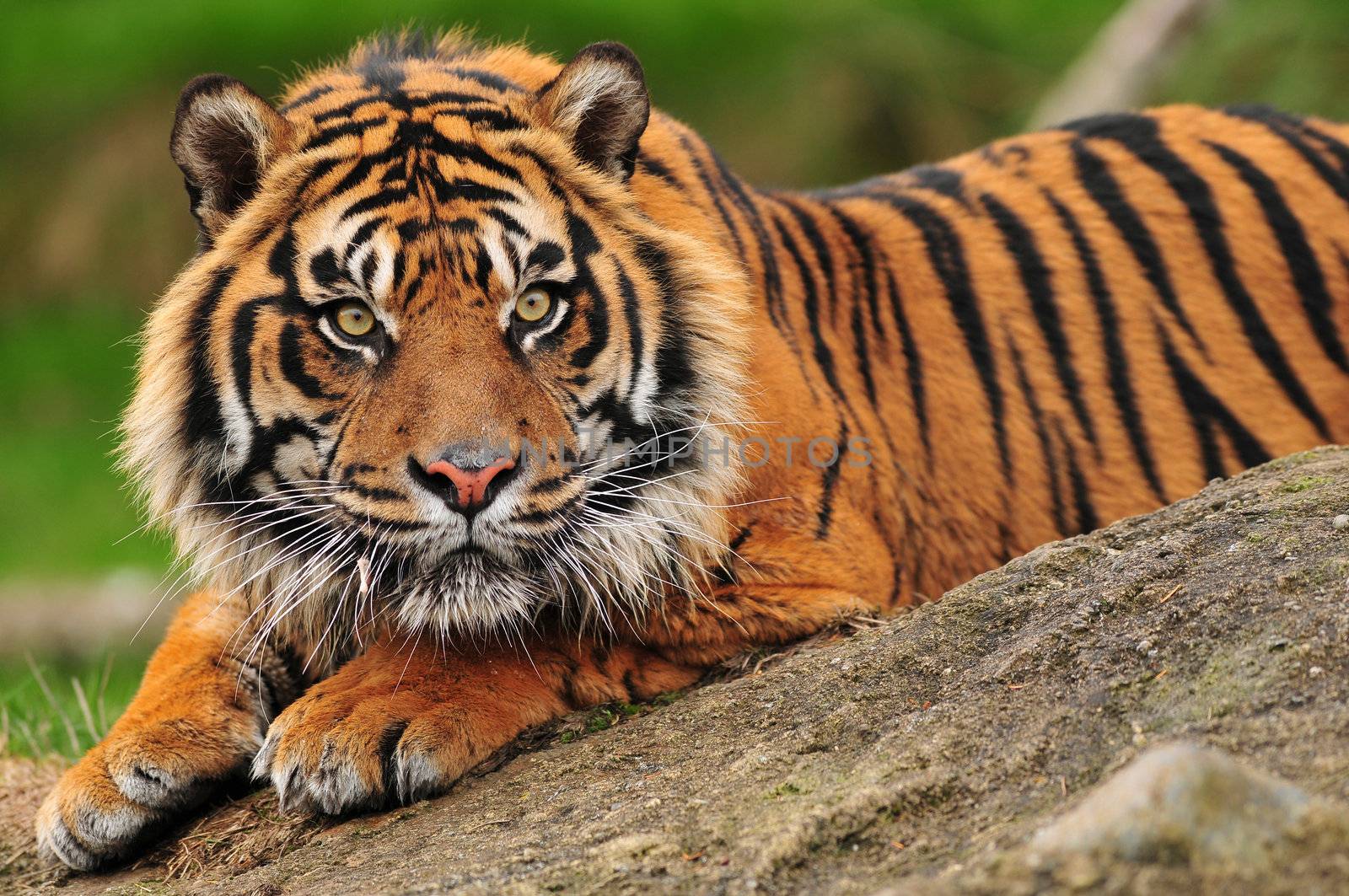 Sumatran tiger by neelsky