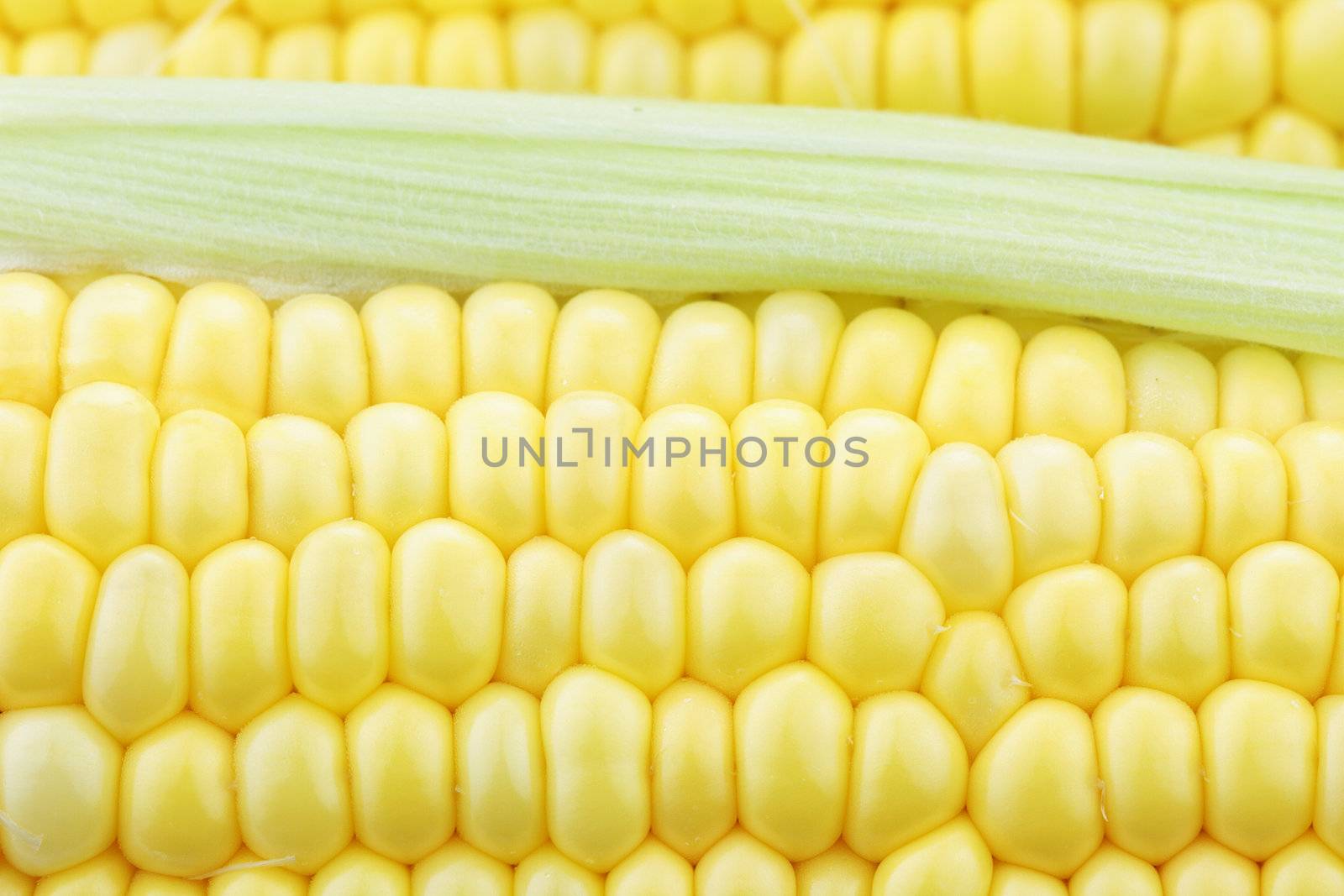 Macro of fresh corn on the cob with water drops visible at 100%.