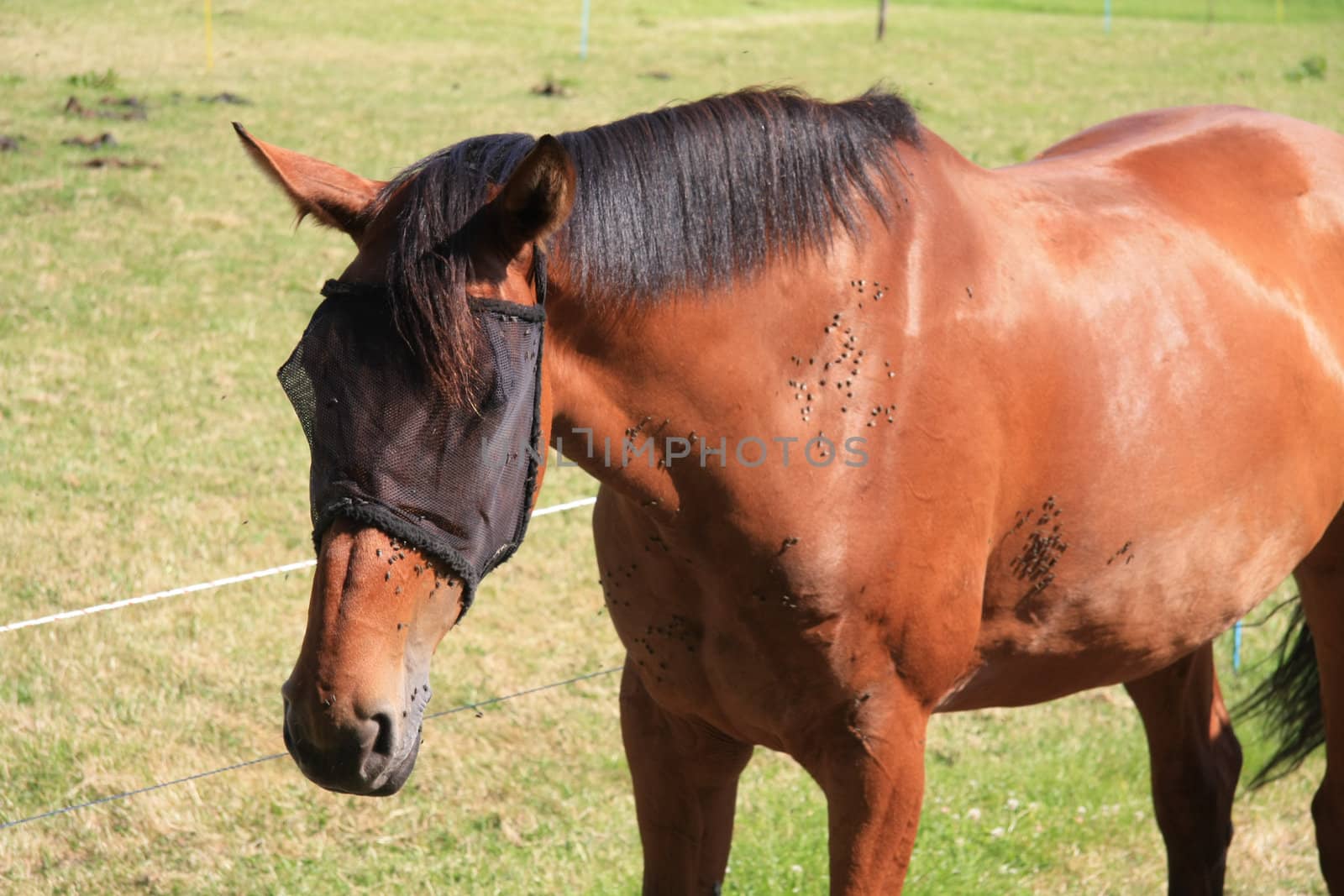 A brown horse on a warm summer day and a couple of hundred flies