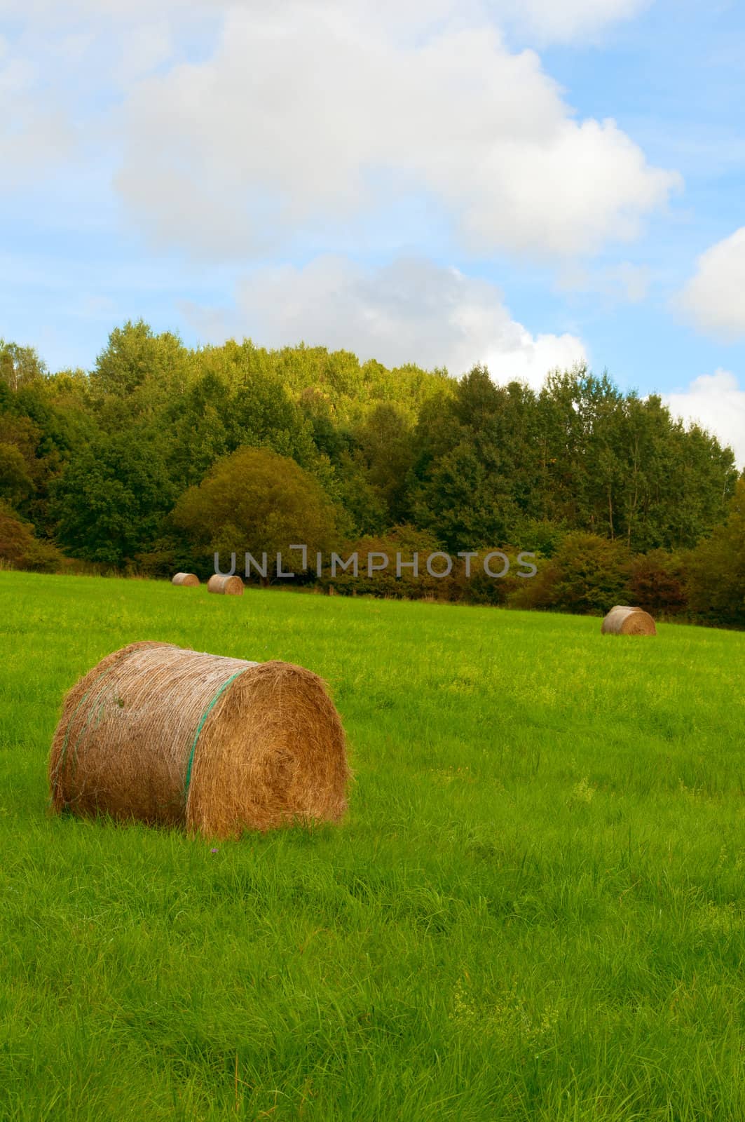 Rural Landscape - Harvested Meadow and Forest