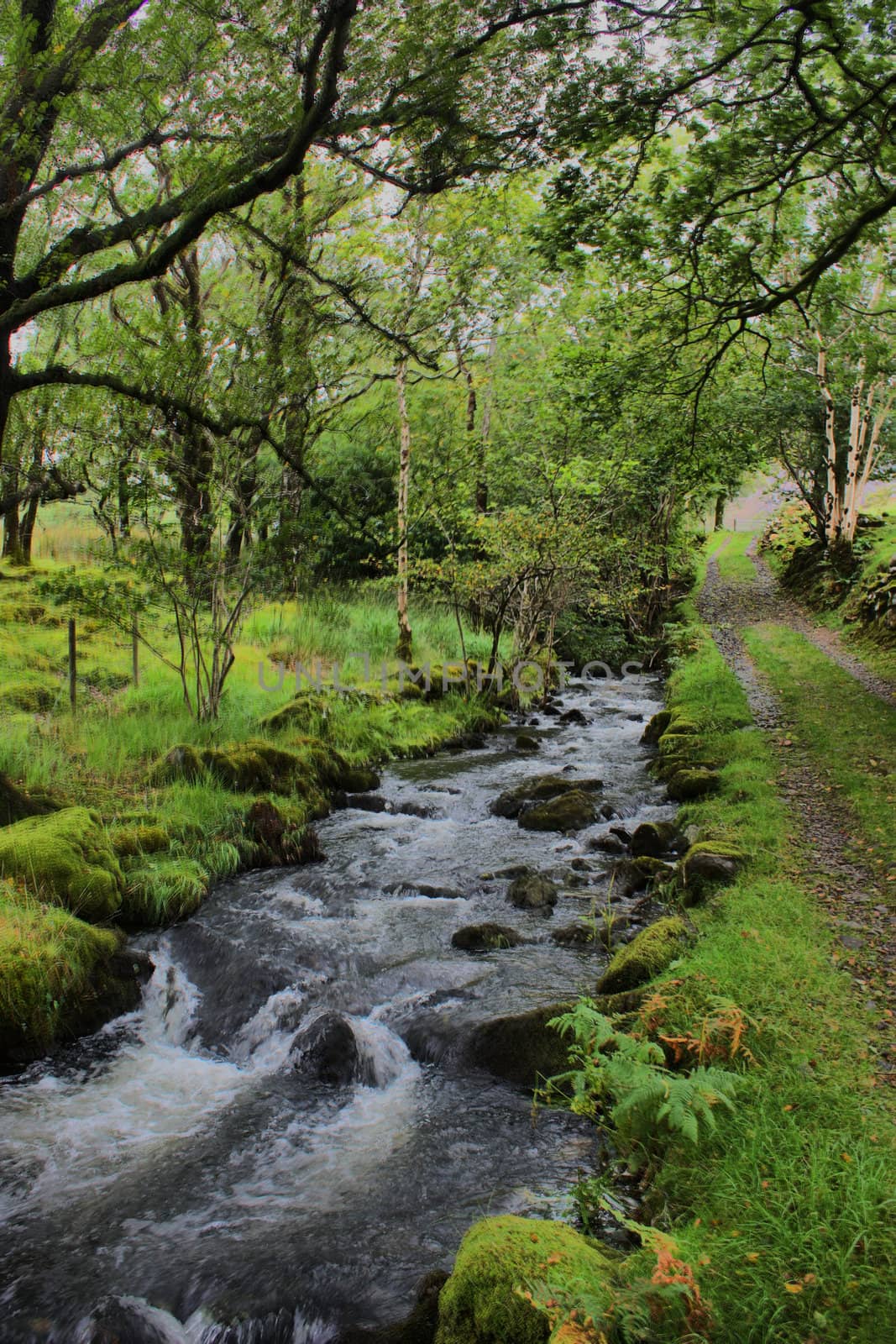 A stream running through a forest