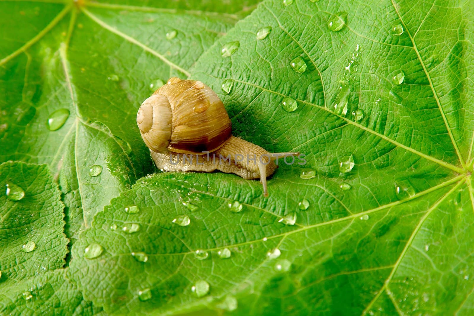 After rain. Snail and water drops on green leaves