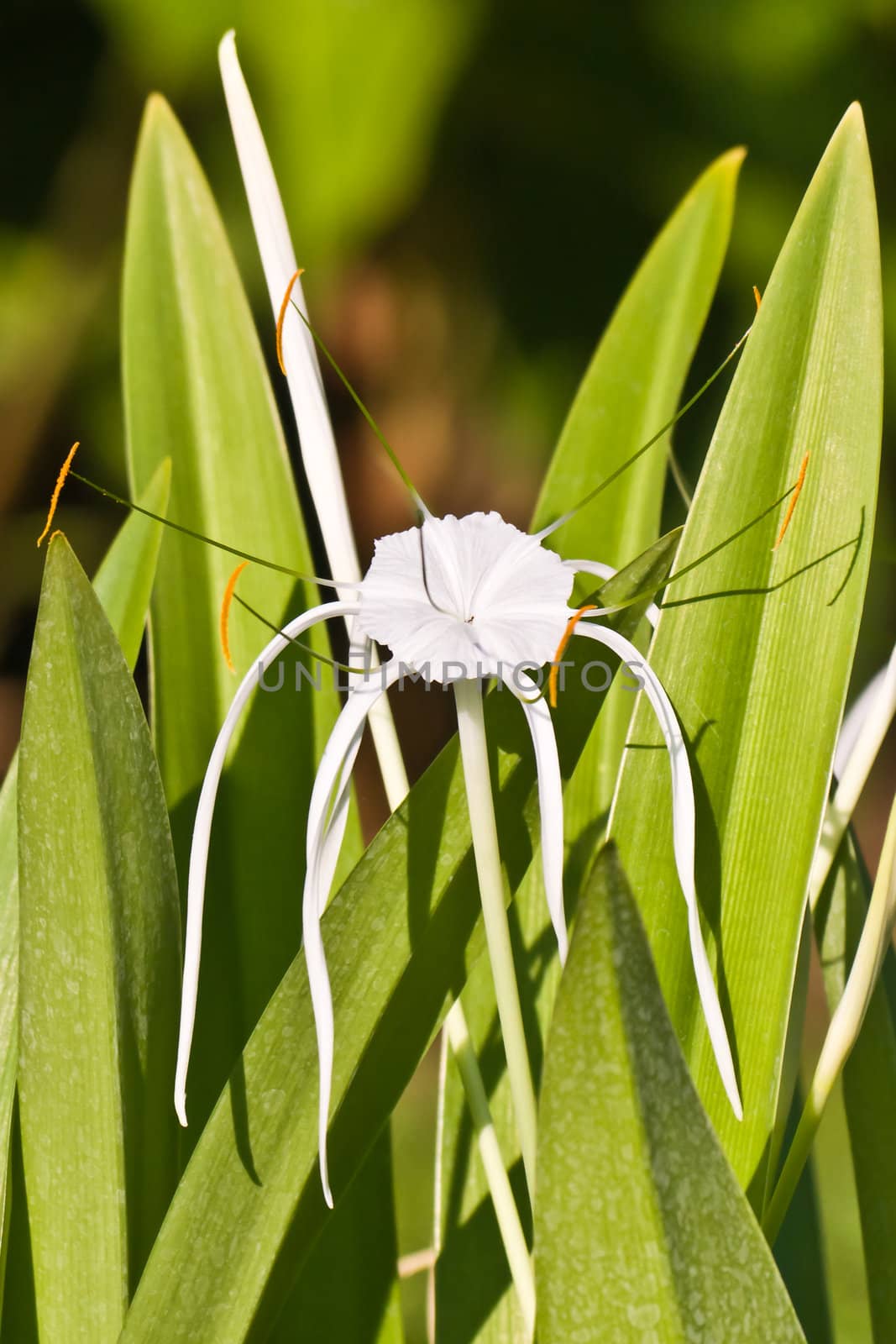 White Spider Lily - Hymenocallis by pierivb