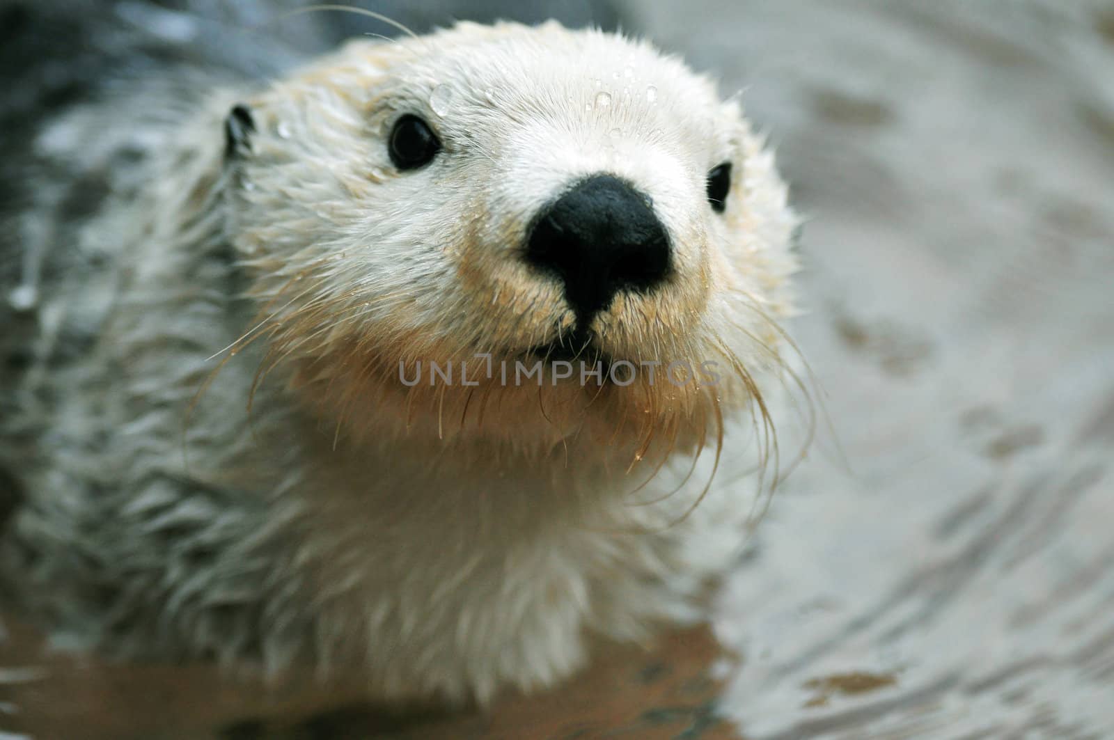 Adorable arctic white sea otter closeup portrait