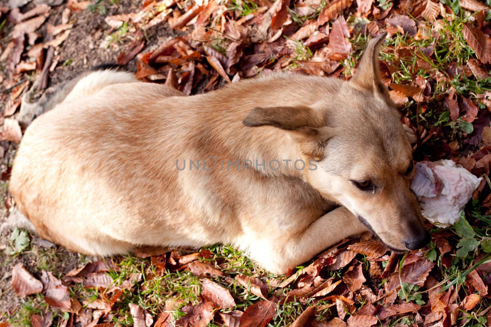 A dog lying on grass with a bone 
