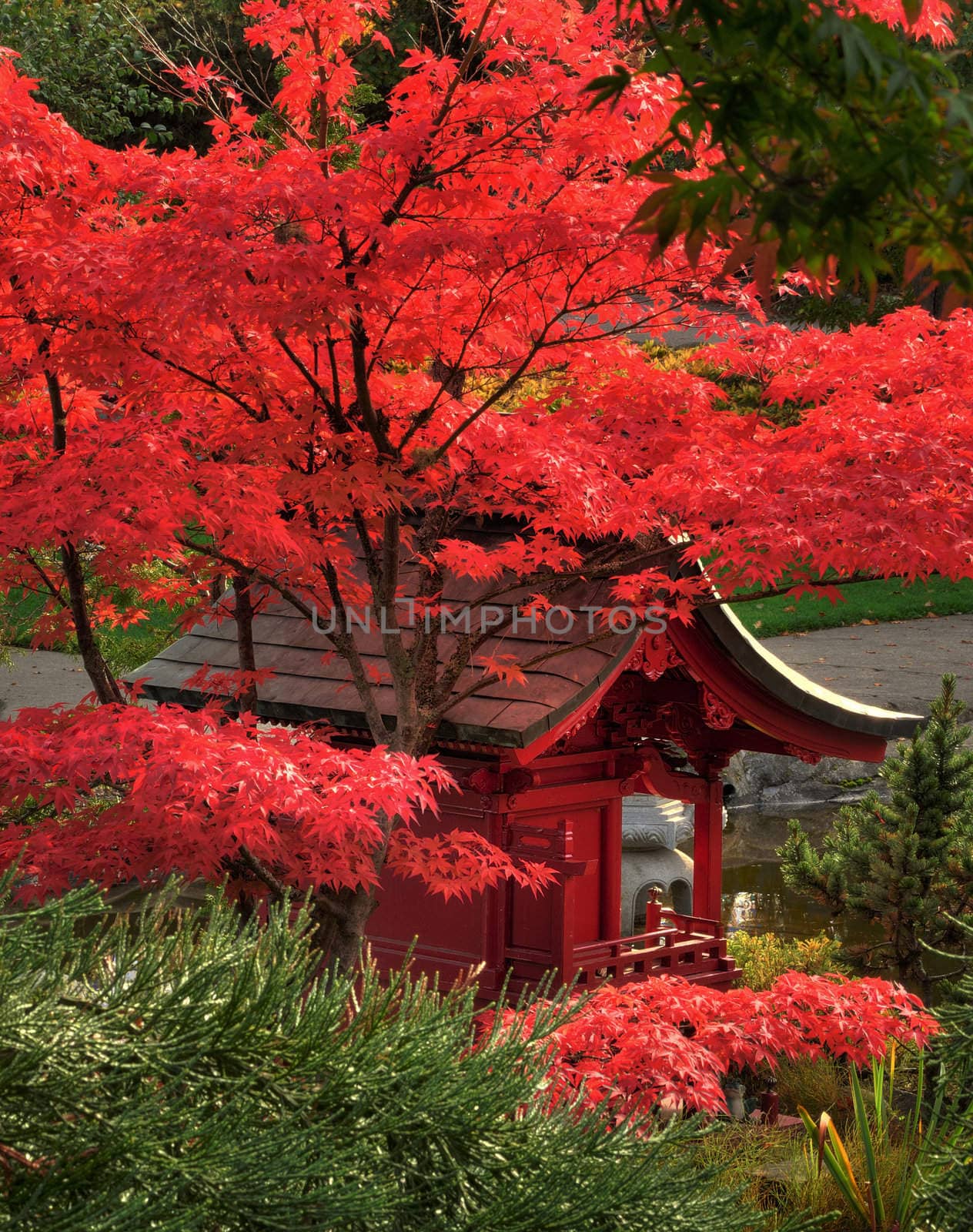 Beautiful scene of a japanese garden structure in vivid autumn colors