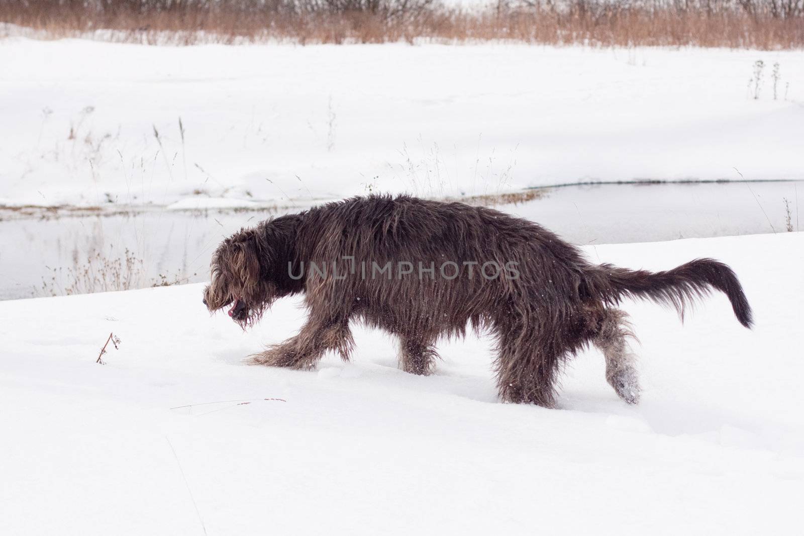 irish   wolfhound by foaloce