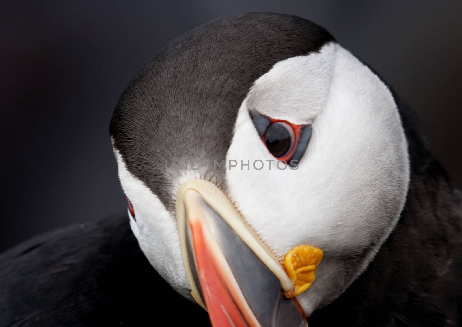 Curious, head tilted look of an Atlantic Puffin. 2009 image from Iceland, Latrabjarg Cliffs, a remote, high cliff rookery site.