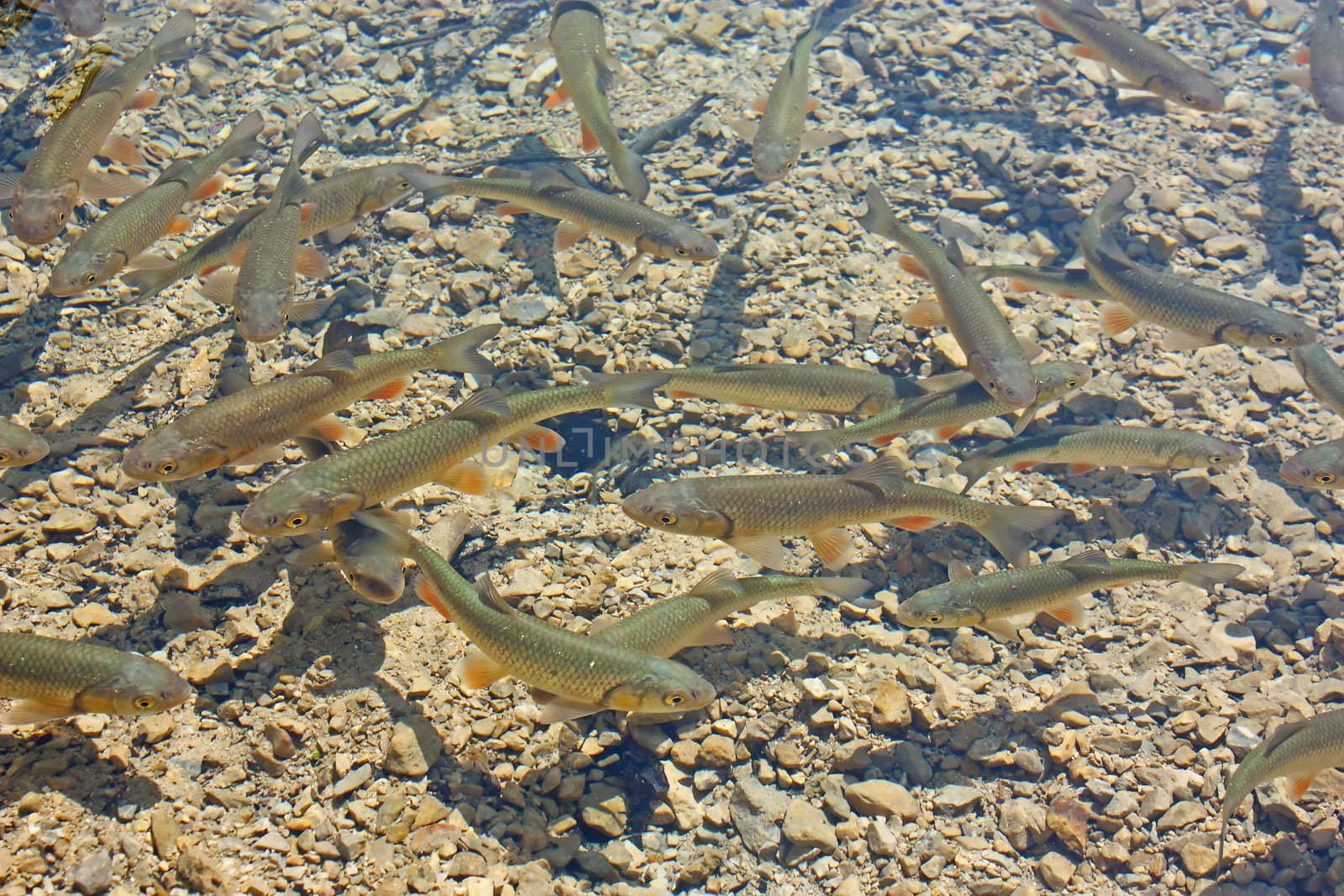 A lot of fishes swimming in crystal clear water of Plitvice Lakes
