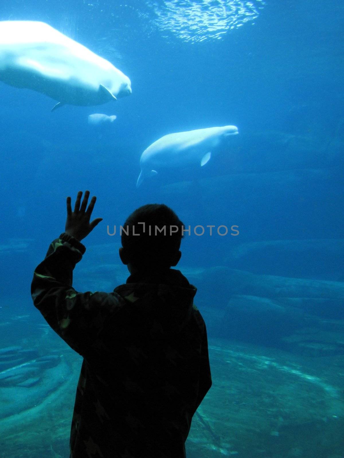 young boy watching beluga whales in an aquarium                              