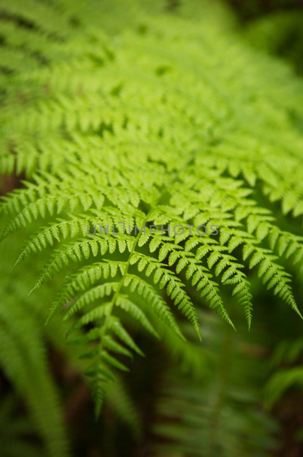 close up of a green fern leafe