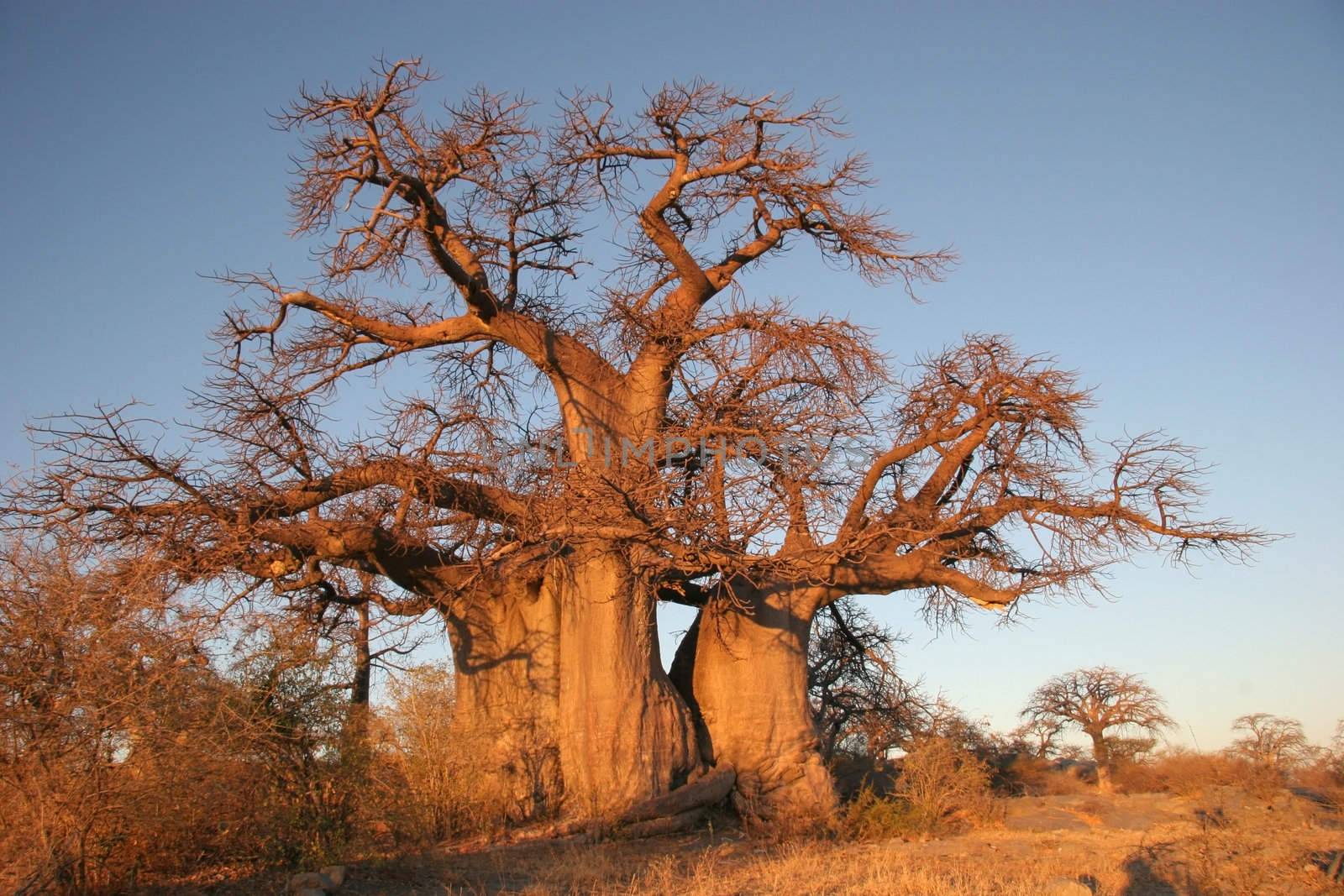 Boabab tree in Botswana, Southern Africa