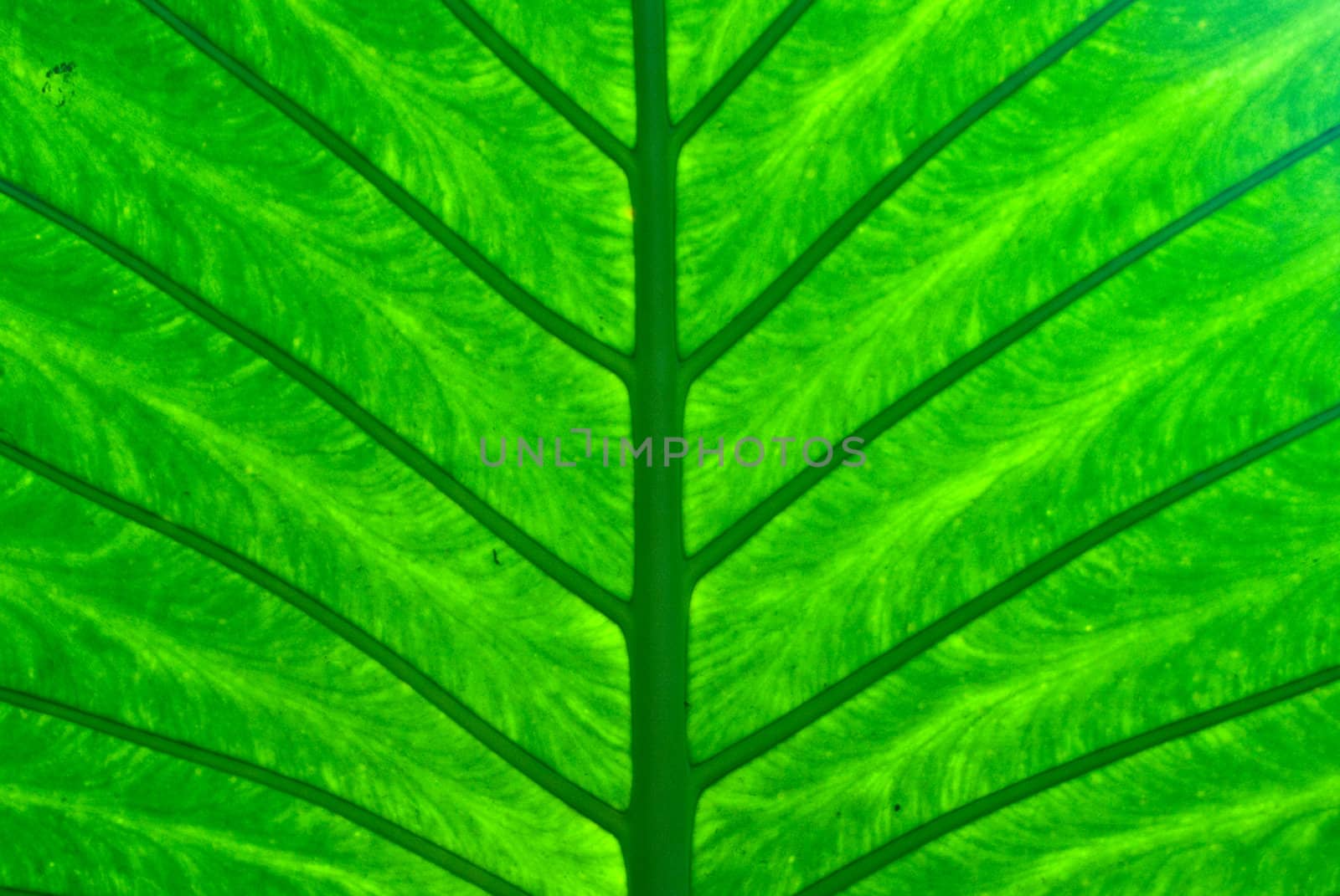 Bright Green Leaf by emattil