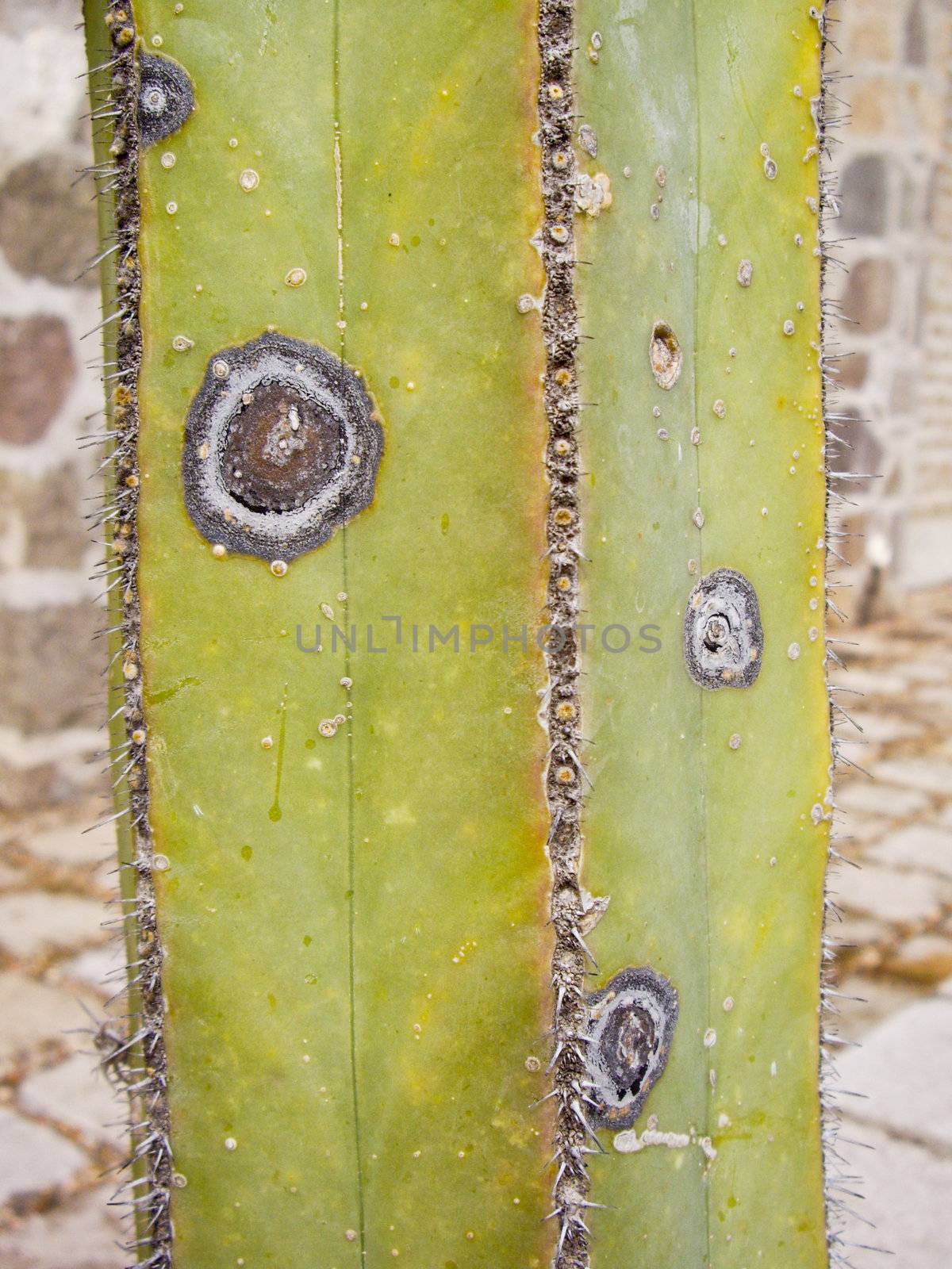 Square Cacti by emattil
