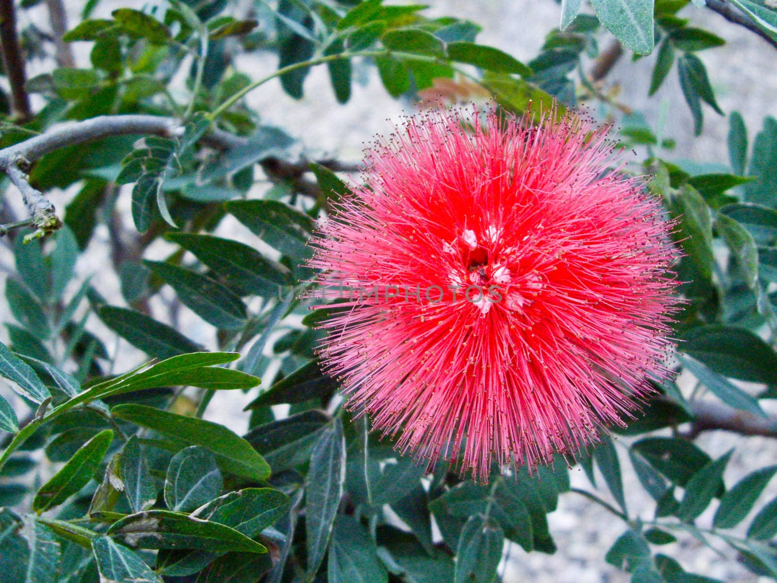 Exoctic red puffball flower against green leaves