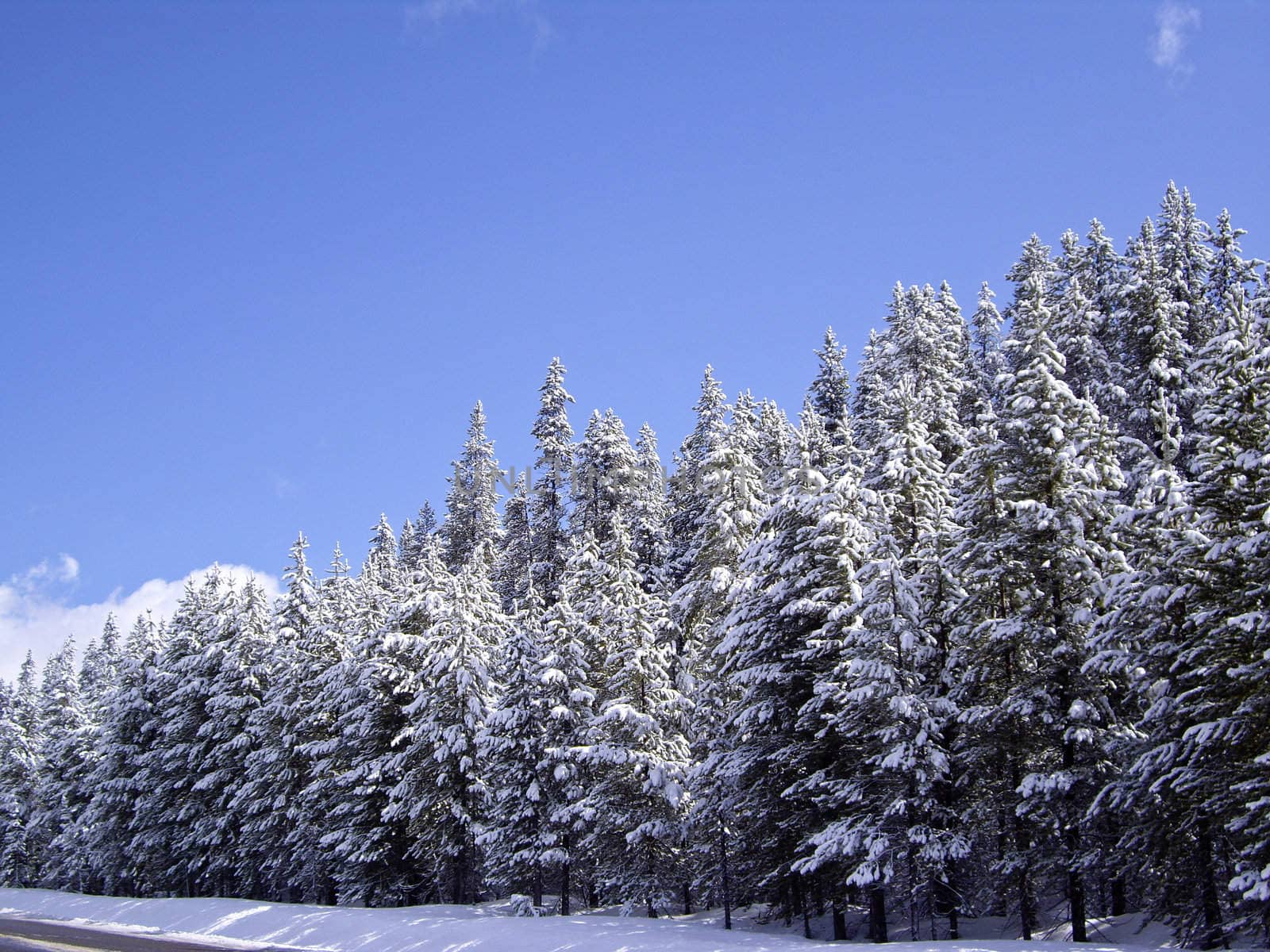 Winter forest in May at Yellowstone National Park