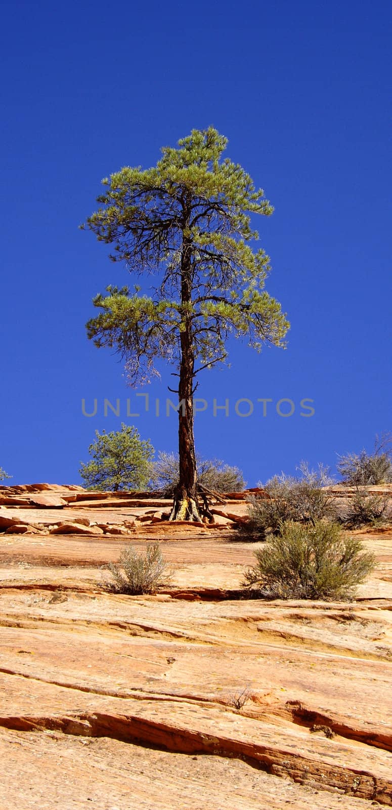 Tree stands alone on sandstone cliff Zion