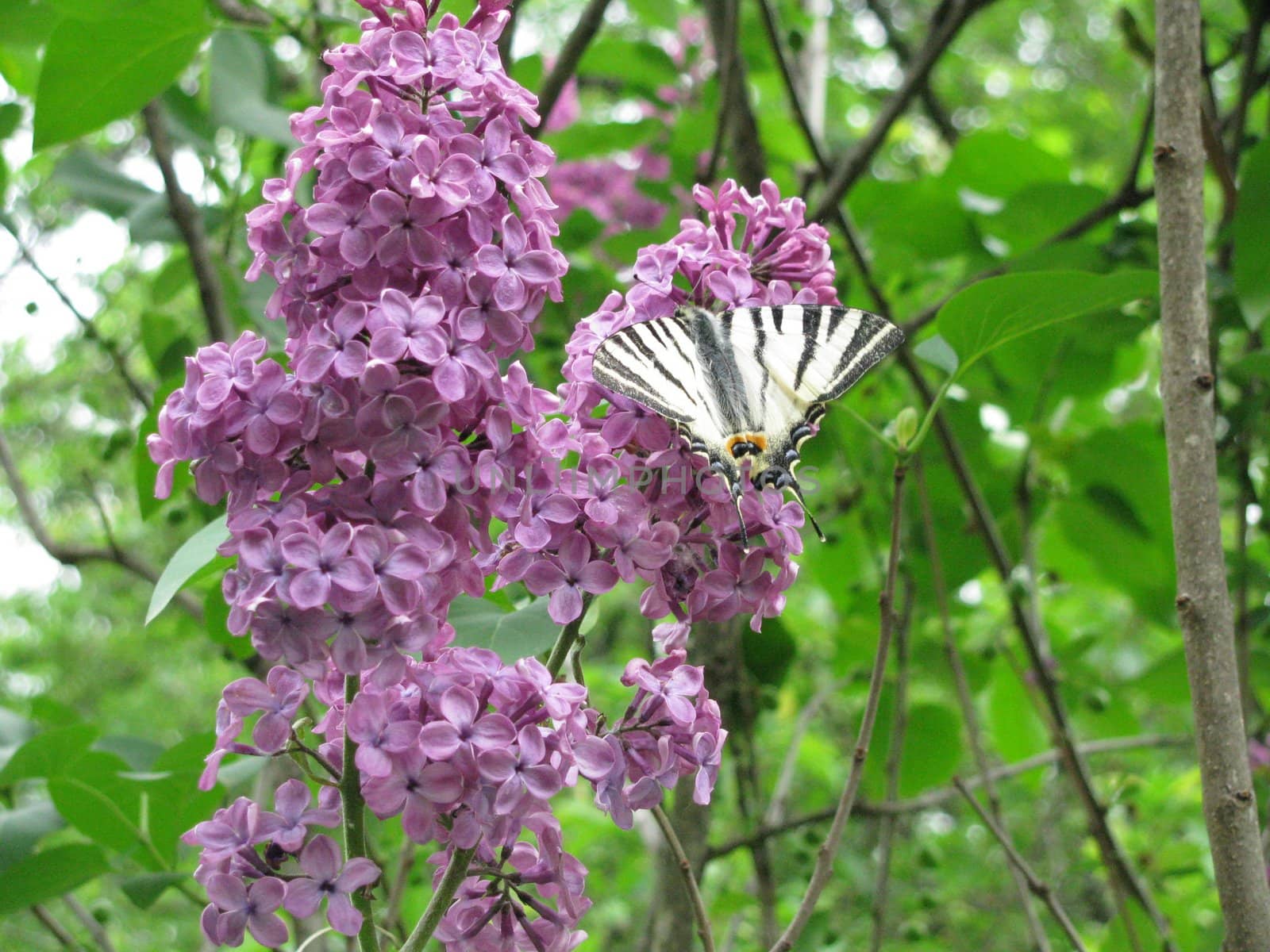 butterfly and lilas, beauty in flowers