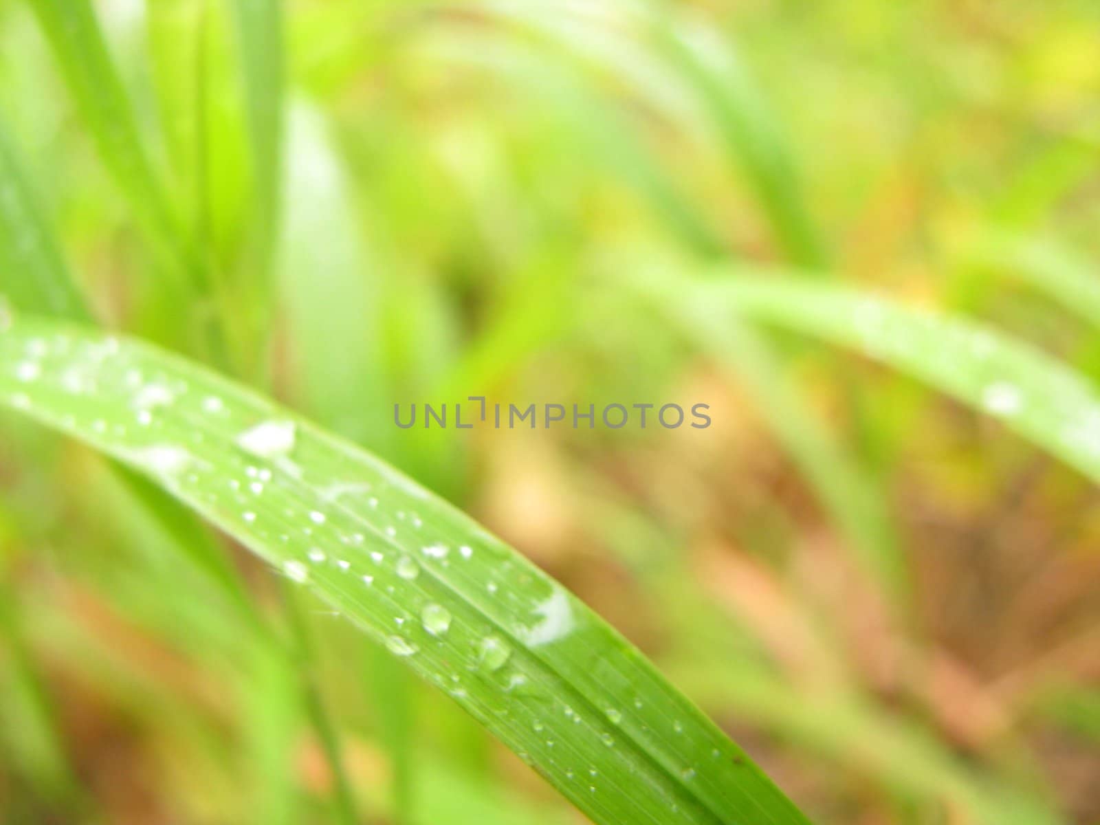 splashes, dew, drop, background, grass by Viktoha