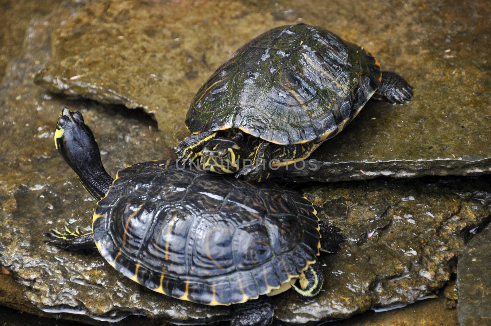 Sea turtle couple relaxing in the sun