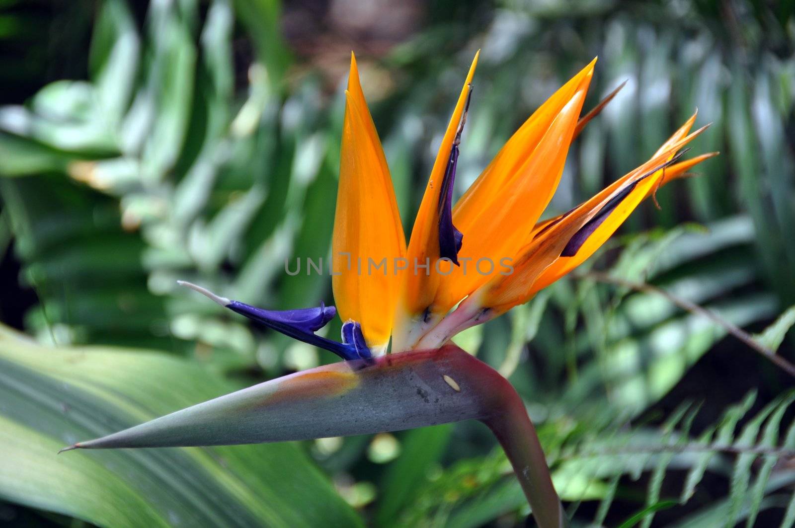 Bird of paradise flower (Strelitzia)