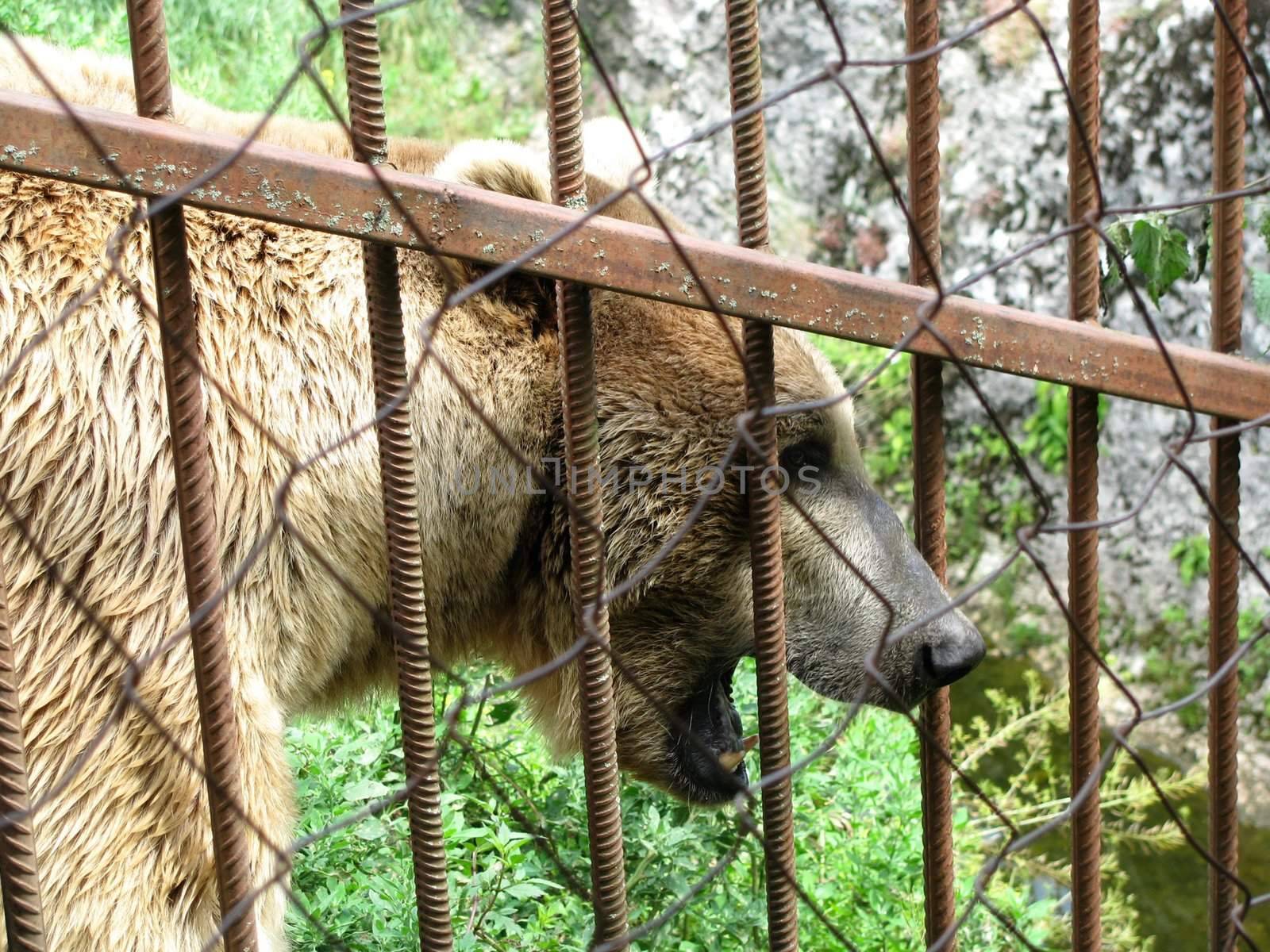 Young bear, predator, wildlife, grizzly bear by Viktoha
